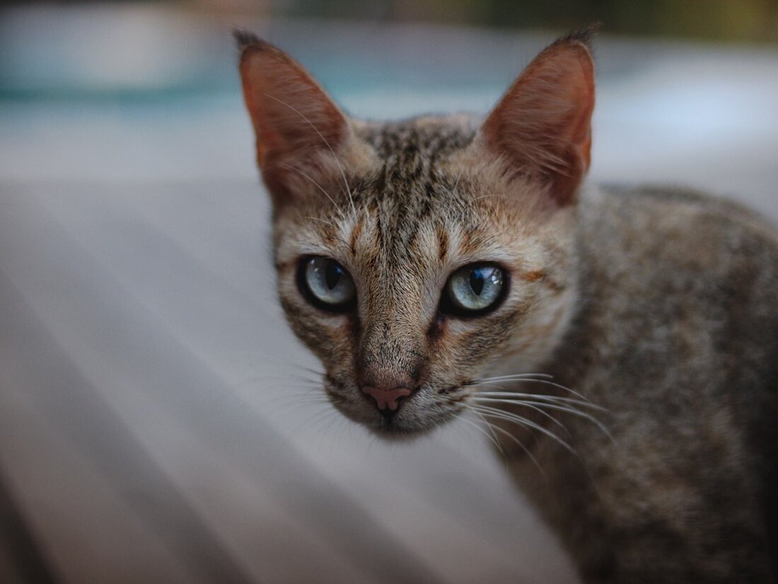 Die Börse in Frankfurt zeigt Schwäche angesichts steigender Zinsen und geopolitischer Spannungen - ein Einblick in die aktuellen Entwicklungen des deutschen Aktienmarktes. #FrankfurtBörse #DeutscherAktienmarkt #Wirtschaftspläne