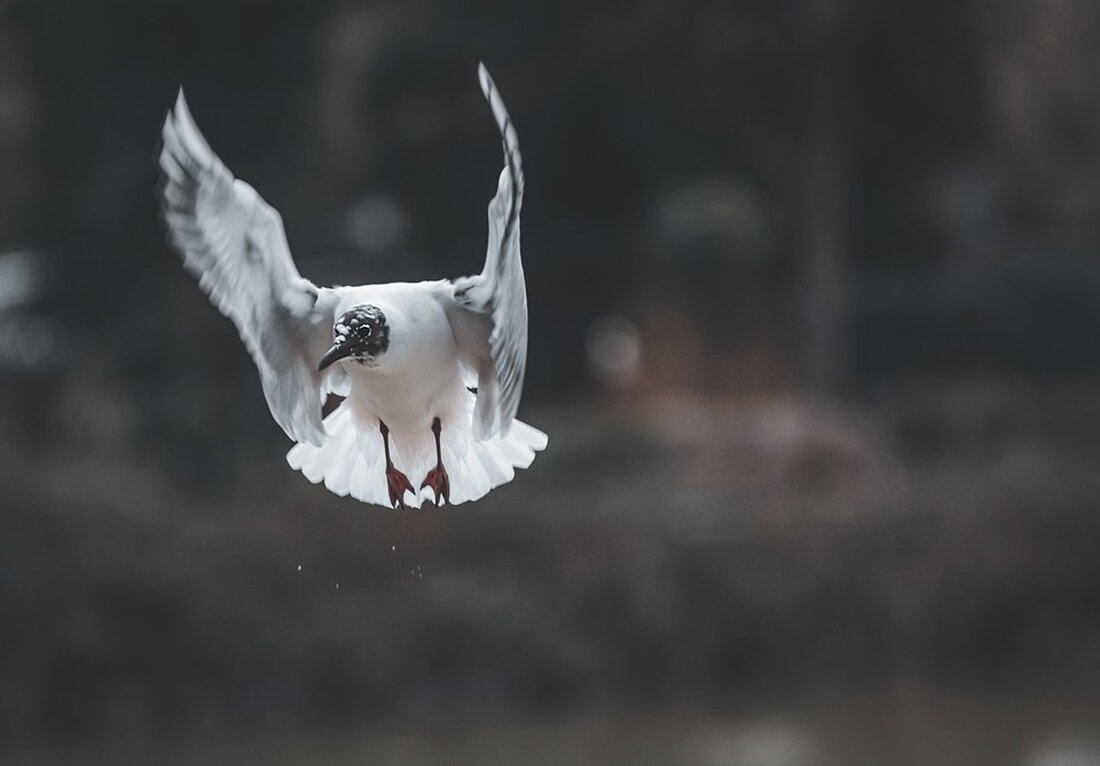 JPMorgan empfiehlt Kauf von Amazon-Aktie. Erfahren Sie mehr über die Prognosen für den Internetriese und die Analyse für das erste Quartal 2024. Spannende Einblicke hier! 📈 #AmazonAktie #Finanzen #JPMorgan #Börse