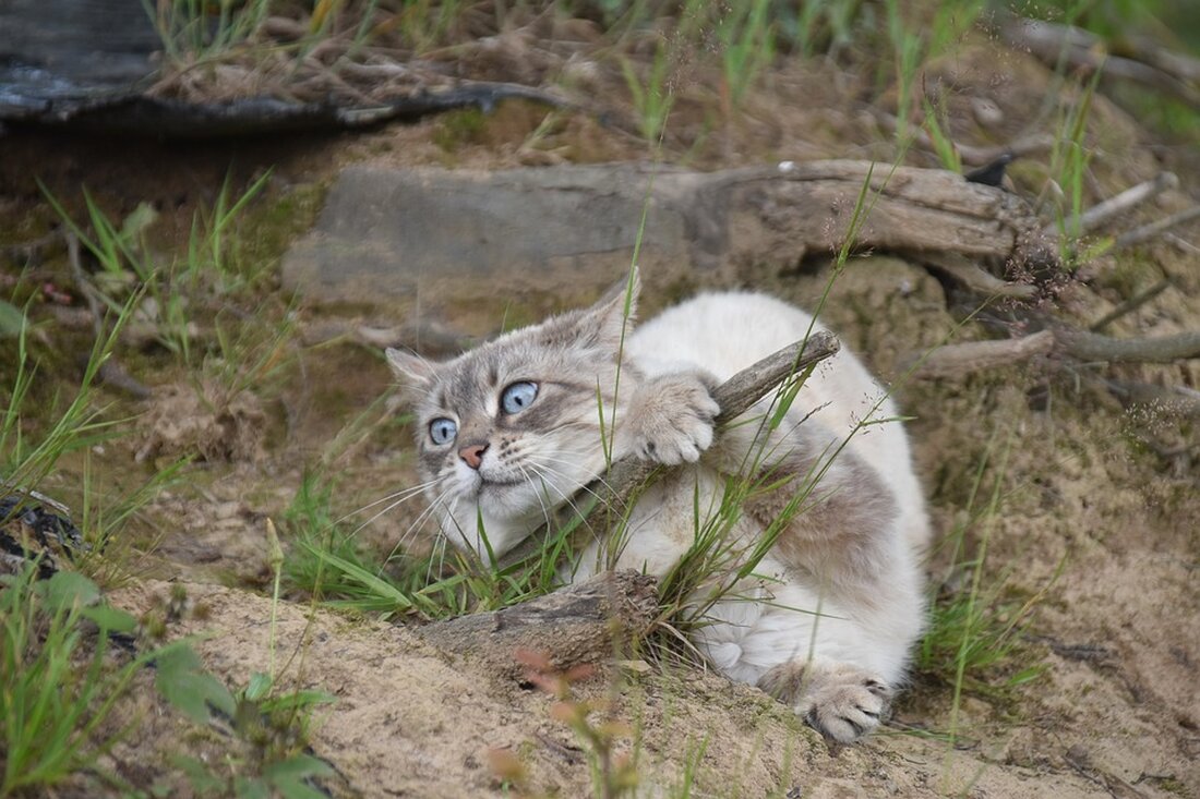 Die BaFin greift ein, nachdem ein Immobilien-Riese insolvent ist. Erfahren Sie, wie die Finanzaufsicht reagiert und was das für Anleger bedeutet. #Immobilienkrise #BaFin #Insolvenz