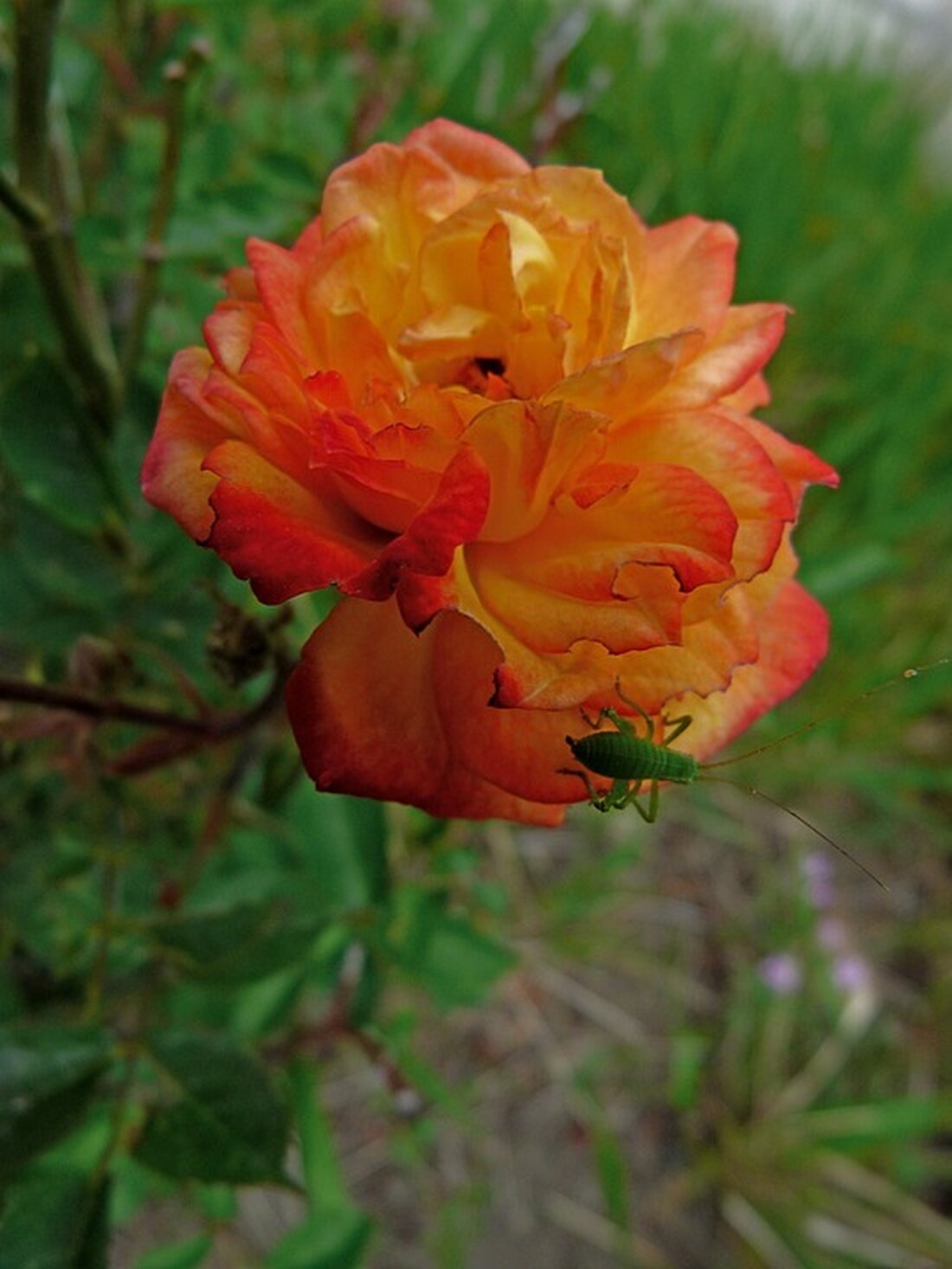 Lesen Sie die aktuellen Meinungen der Privatanleger zu Bitcoin in der Umfrage der Deutschen Bank. Prognosen über einen möglichen Kurssturz und die zunehmende Akzeptanz der Kryptowährung werden diskutiert.