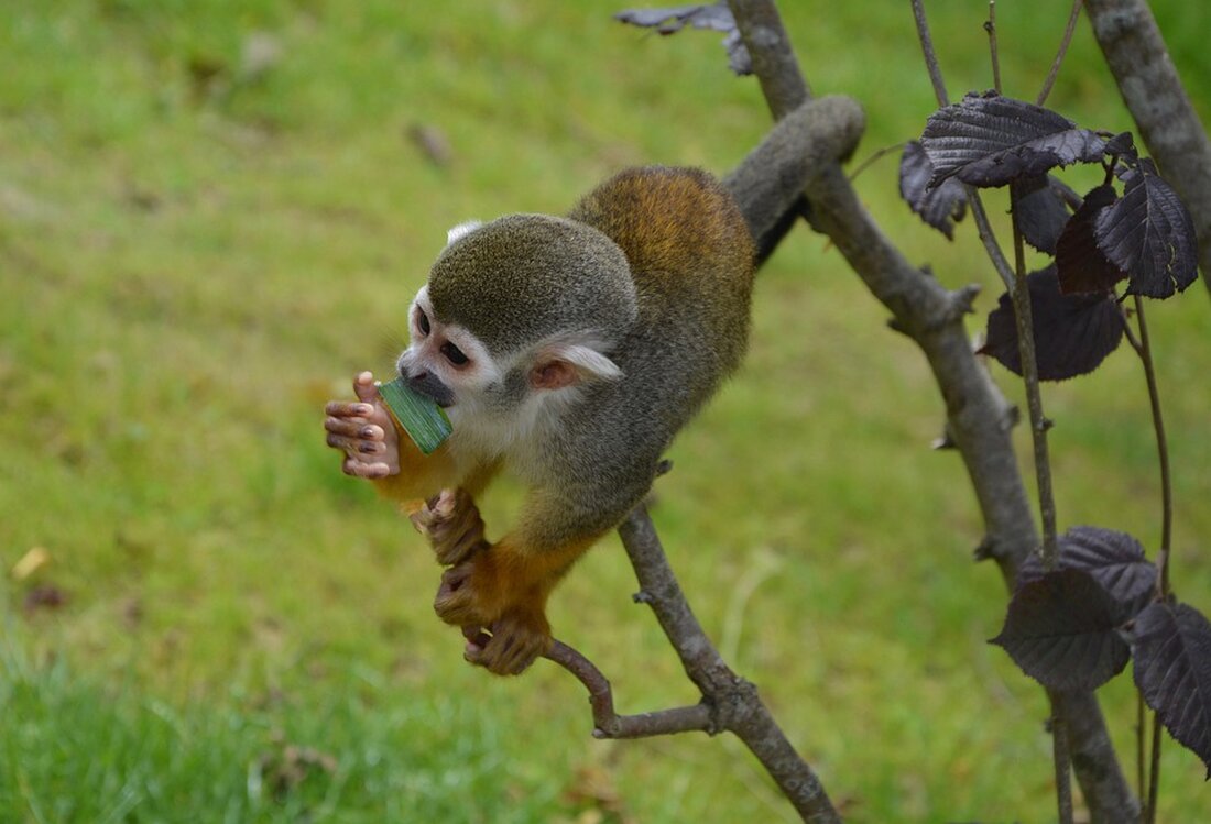 Marktbericht: SAP bringt den DAX über 18.000 Punkte - Wall Street unterstützt. Alles über die positiven Entwicklungen an den Märkten!