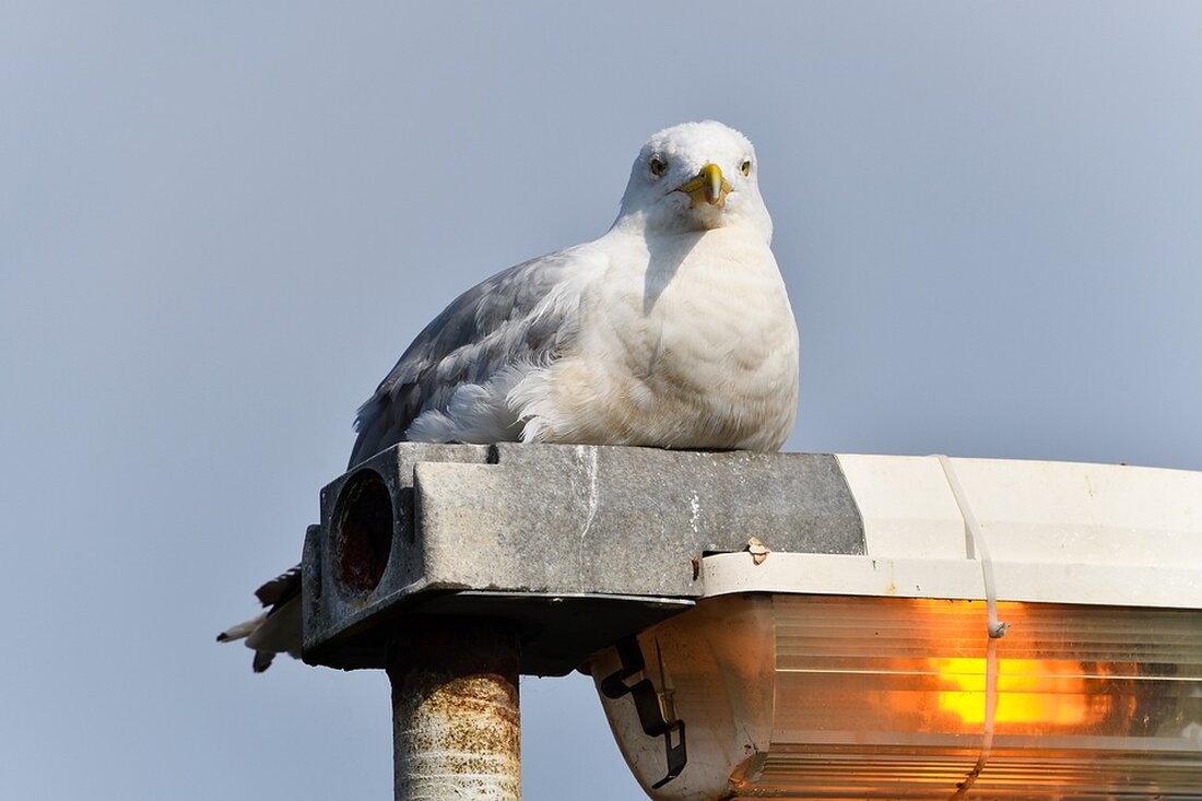 Die Deutsche-Bank-Tochter DWS bestätigt optimistisch ihre 2025er-Prognose trotz rückläufiger Aktienkurse. Alles zum erfolgreichen Start ins Jahr 2024 und den finanziellen Zielen - jetzt lesen!