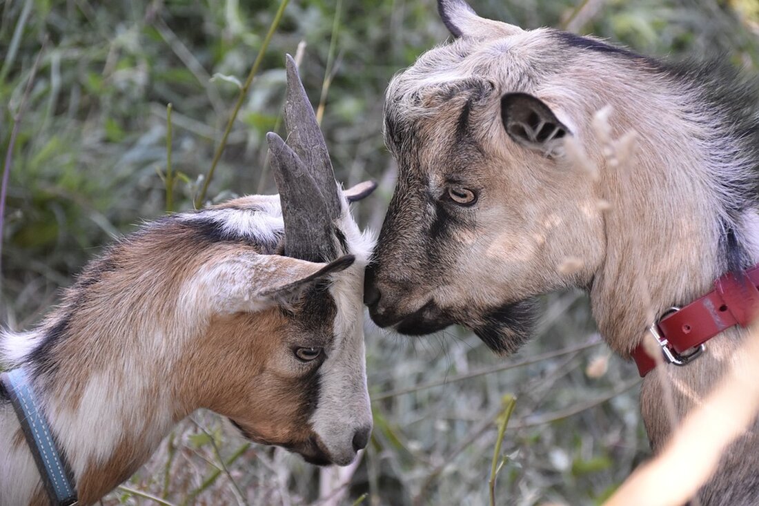 Entscheidungsträger in Österreich kämpfen mit Populismus - Einblicke von Fiskalratschef Badelt zur Wirtschaftspolitik. Wie geht es weiter? Finde es heraus!
