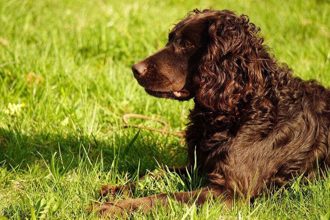 Die Deutsche Telekom-Aktie stagniert erneut, während der Dax steigt. Erfahren Sie mehr über die aktuelle Börsenentwicklung. #DeutscheTelekom #Aktienkurs #Dax