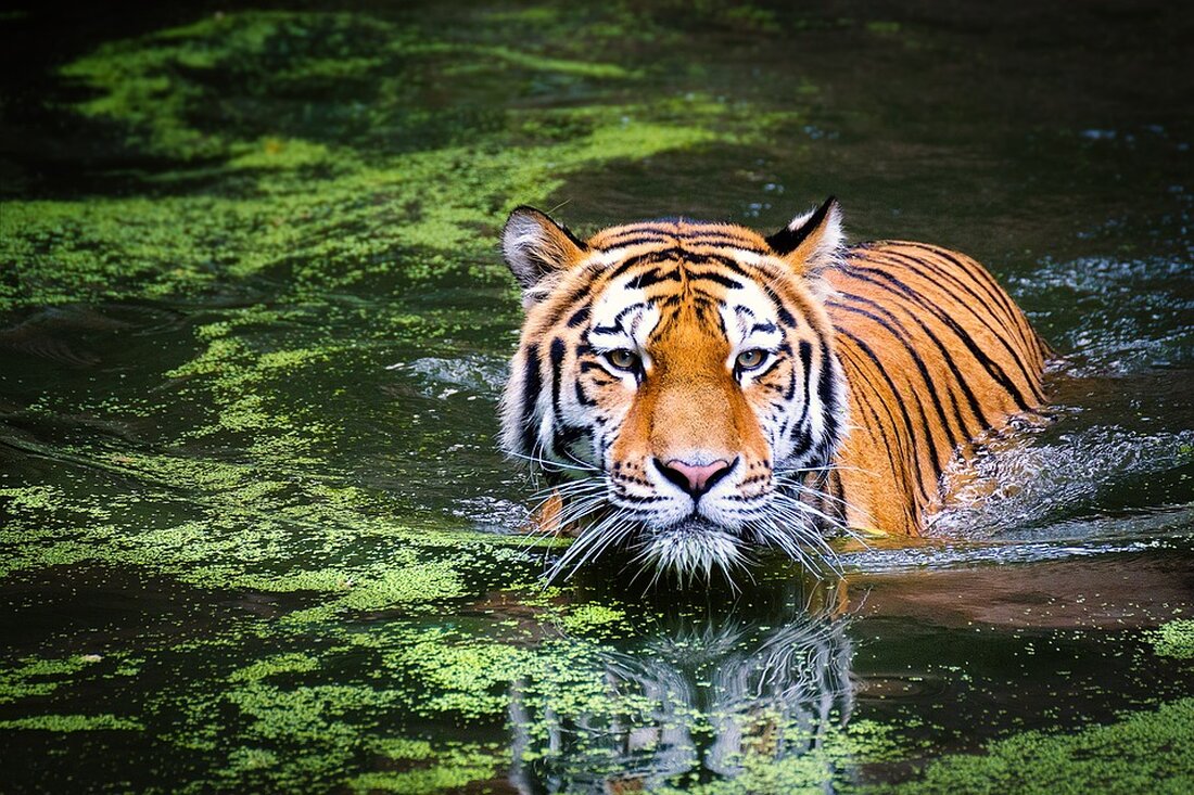 Die gefährlichsten Tiere der Welt: Welches Tier ist das Allerhärteste? Die Welt ist voll von faszinierenden und mitunter auch gefährlichen Tieren. Einige von ihnen sind berüchtigt für ihre Härte und imposante Präsenz. Aber welches Tier gilt eigentlich als das „Allerhärteste“ und wer ist der wahre Champion der Natur? In diesem Artikel werden wir uns mit einigen der gefährlichsten Tiere der Welt befassen und herausfinden, welches davon als das härteste gilt. Der Weiße Hai Der Weiße Hai steht zweifelsohne auf der Liste der gefährlichsten Tiere der Welt ganz oben. Mit seiner imposanten Größe und den scharfen Zähnen ist er ein wahrhaftiger …
