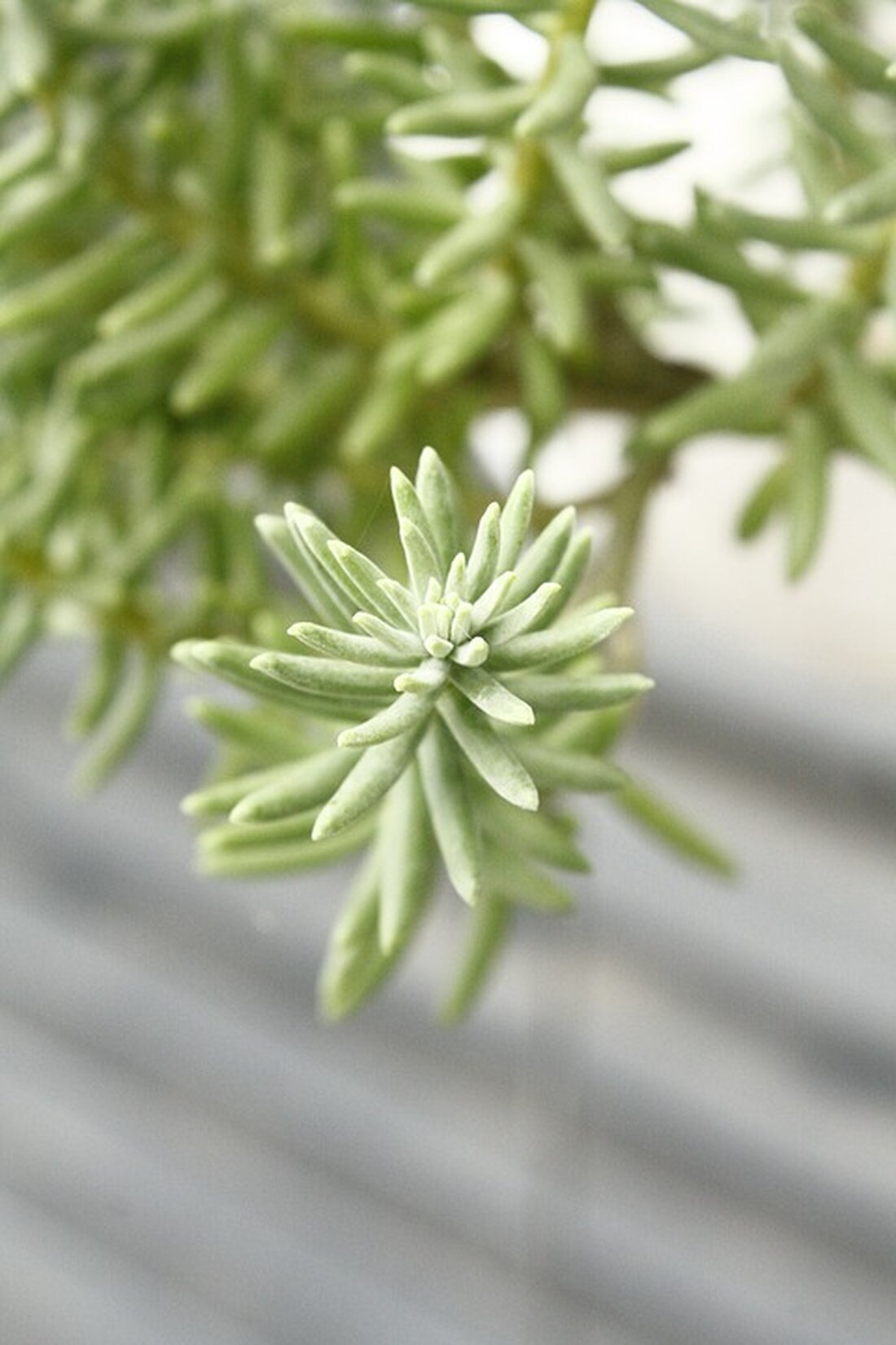 Bonk explodiert mit 11% Wachstum in einer Stunde! Erfahren Sie mehr über den raschen Anstieg von Bonk und die aufstrebenden Memecoins in der Kryptowährungswelt.