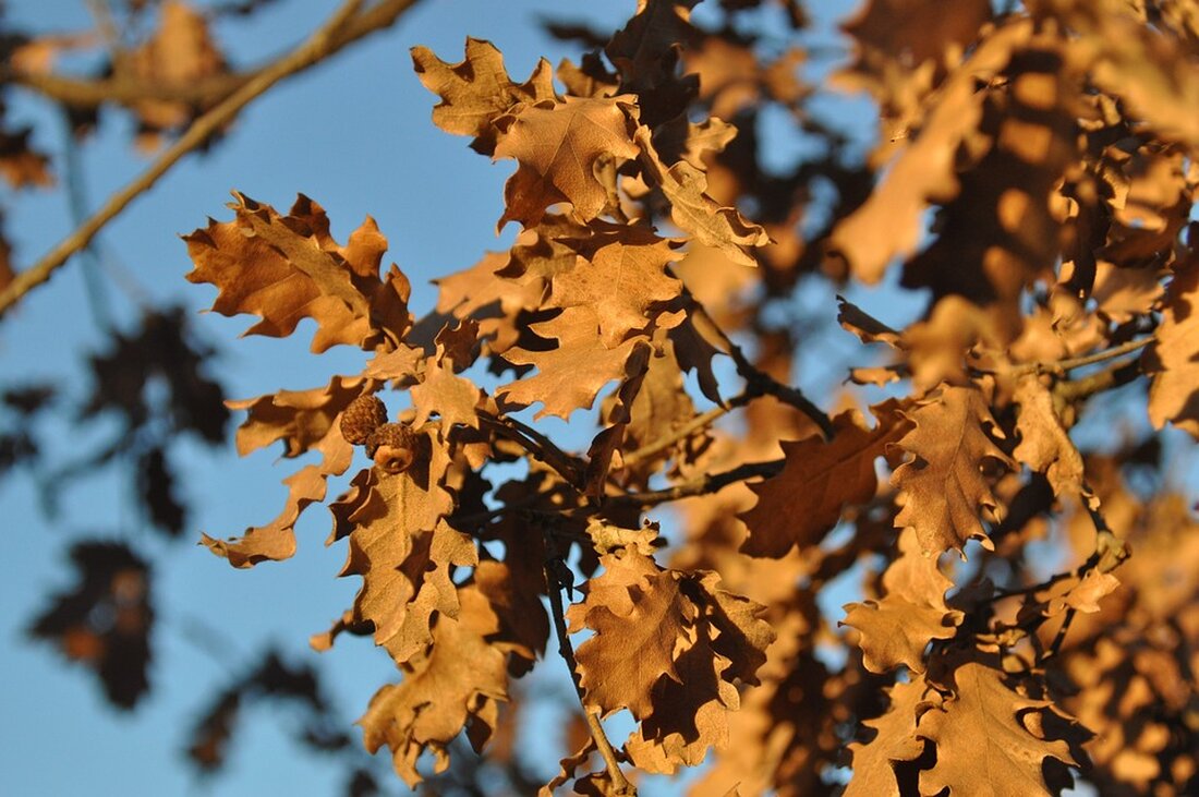 Meme-Coins wie Dogwifhat erleben einen Boom und steigen um 20% in der Marktkapitalisierung. Erfahren Sie mehr über die aktuelle Entwicklung hier! Kaufe jetzt mit Bitpanda!