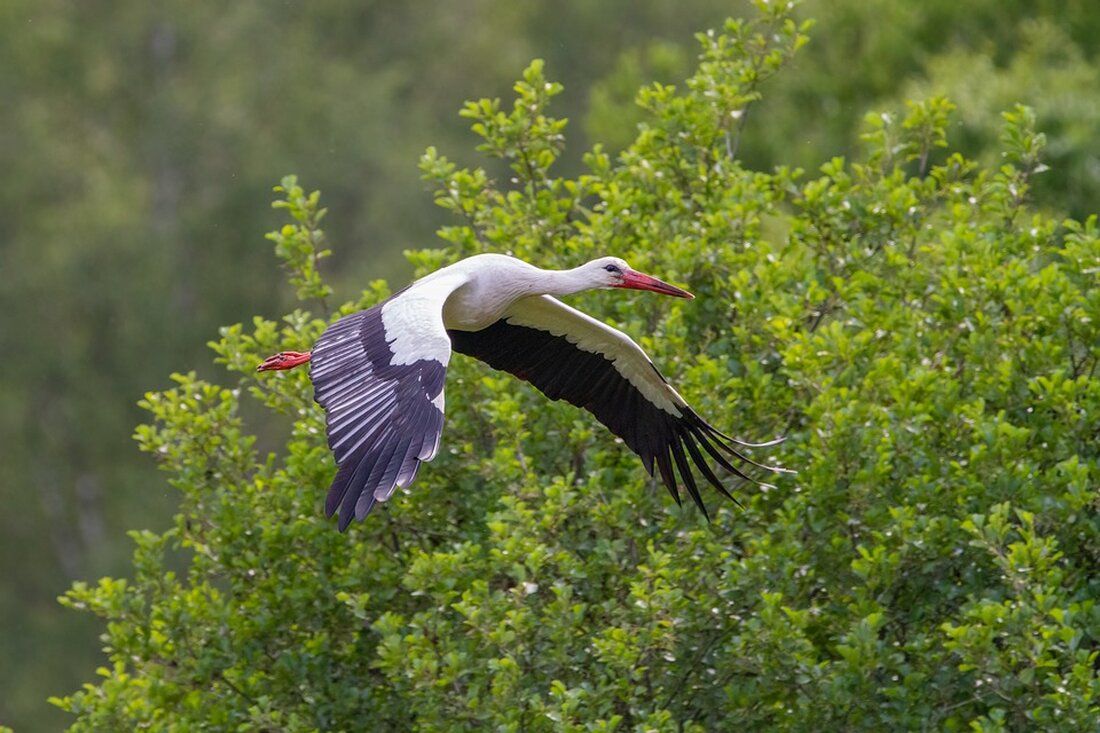 Herrenknecht kritisiert scharf die Wirtschaftspolitik der Bundesregierung. Erfahren Sie, warum der Chef des Tunnelbohrmaschinen-Herstellers die Lage als besorgniserregend ansieht. #Wirtschaft #Herrenknecht #Bundesregierung #Kritik