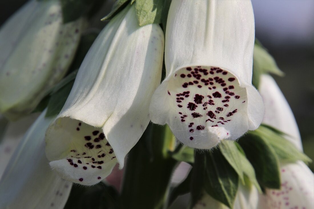 Finanzminister Brunner erweckt den Bundesschatz zum Leben - sicher, rentabel und kostenfrei! Entdecken Sie die neueste sichere Sparform in Österreich. #Finanzen #Börse #Schuldpapiere #Sicherheit
