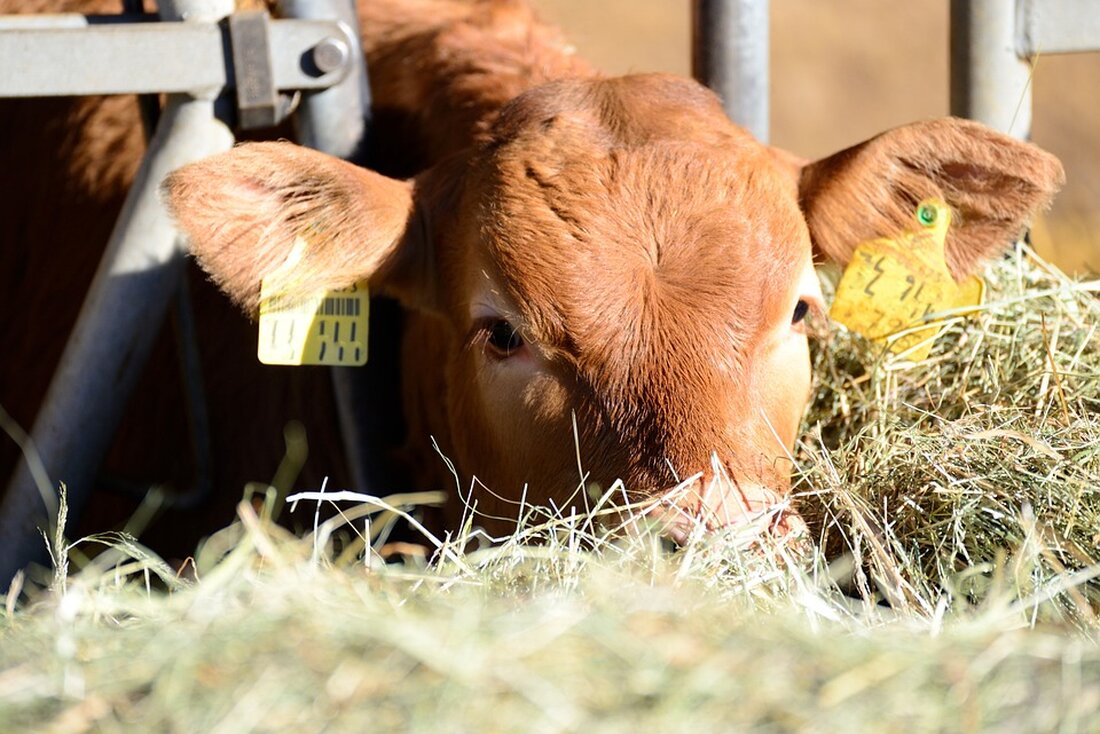 Alles was Sie über die neuesten Entwicklungen bei MSN wissen müssen! Aktuelle Nachrichten und wichtige Informationen auf einen Blick. Erhalten Sie die wichtigsten Updates.