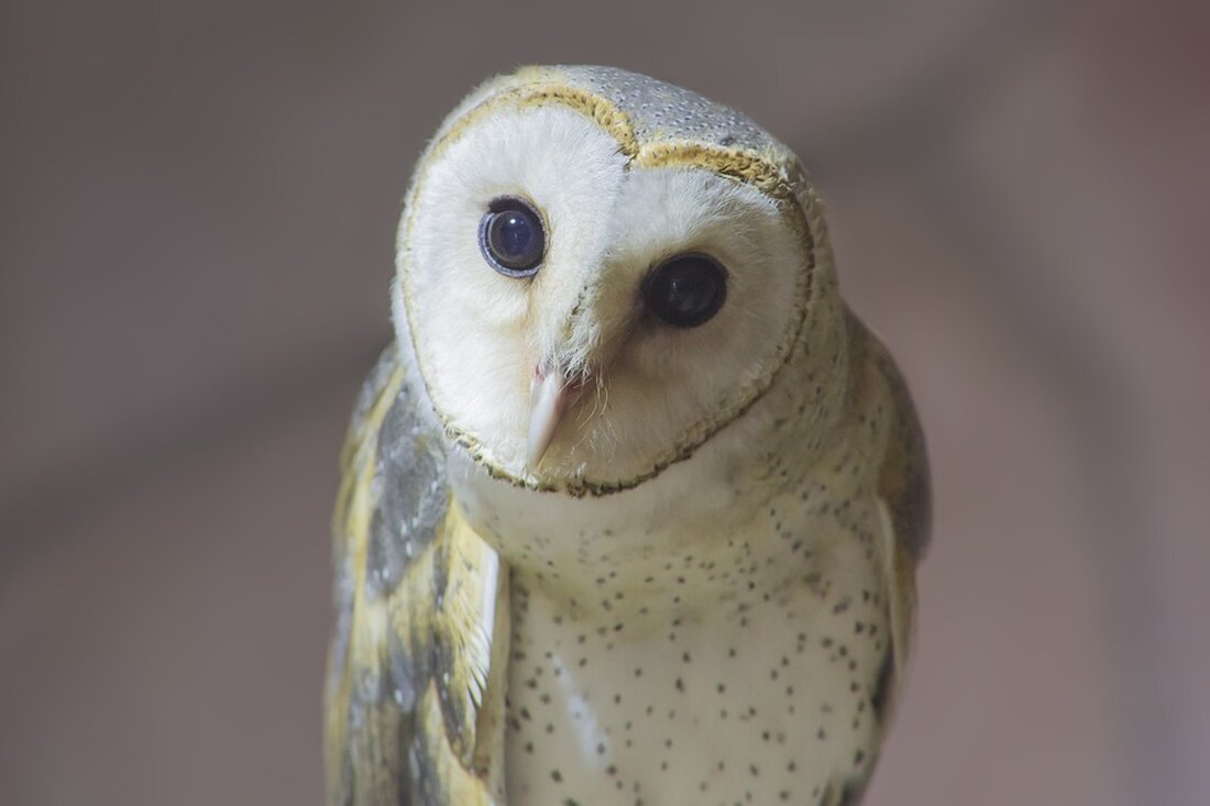 Alles über Wirtschaftswende und Wachstumsagenda für die deutsche Wirtschaft: FDP-Chef Christian Lindner präsentiert konkrete Lösungsansätze beim Wirtschaftskongress in Berlin. Jetzt lesen!
