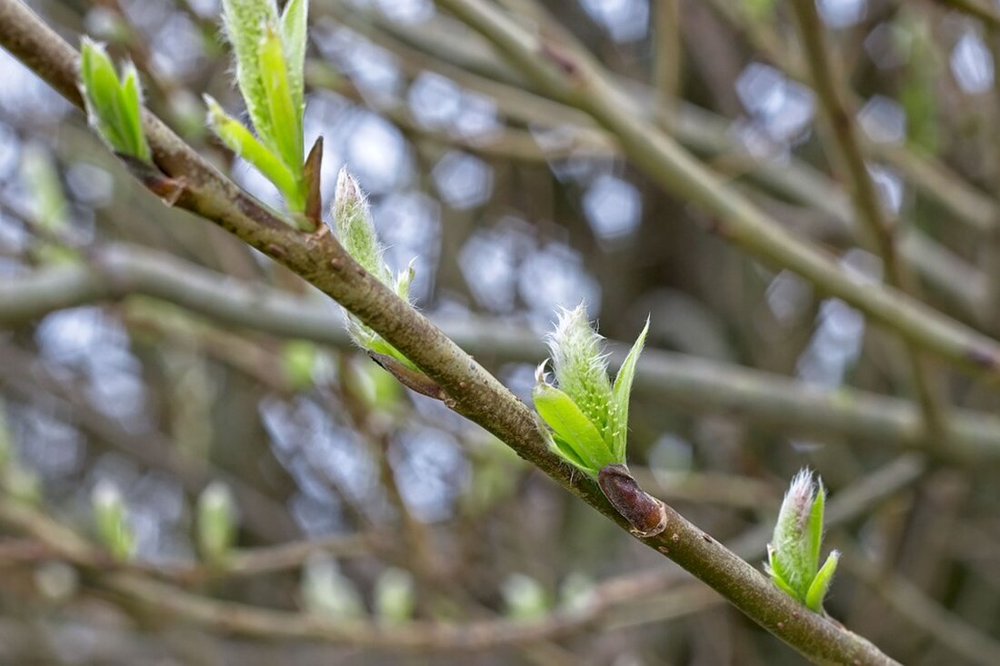 Hörsturz: Ursachen, Symptome und Behandlung – Ein umfassender Überblick Ein Hörsturz tritt plötzlich auf und kann für Betroffene sehr beängstigend sein. In diesem Artikel werden wir die Ursachen, Symptome und Behandlungsmöglichkeiten eines Hörsturzes ausführlich besprechen. Es ist wichtig zu beachten, dass dieser Artikel keine medizinische Beratung darstellt und einen Arztbesuch nicht ersetzen kann. Bei Verdacht auf einen Hörsturz sollte immer ein Facharzt aufgesucht werden. Was ist ein Hörsturz? Ein Hörsturz, auch als idiopathischer plötzlicher sensorineuraler Hörverlust bezeichnet, tritt plötzlich und ohne erkennbare äußere Ursache auf. Betroffene bemerken einen teilweisen oder vollständigen Verlust des Hörvermögens auf einem oder beiden Ohren. Ursachen …