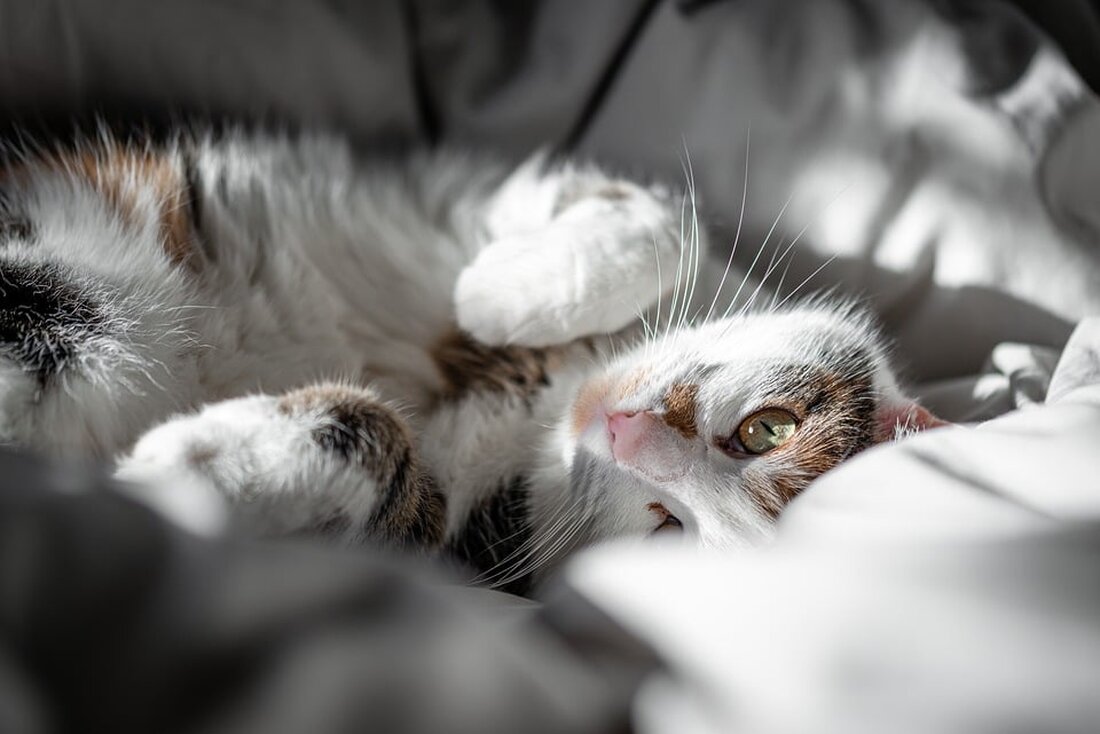 "Entdecken Sie die neue Ampel-Strategie der FDP in der Bundesregierung: Von Kuscheln statt Krawall und den möglichen Auswirkungen auf die Zukunft Deutschlands. Lesen Sie mehr!"