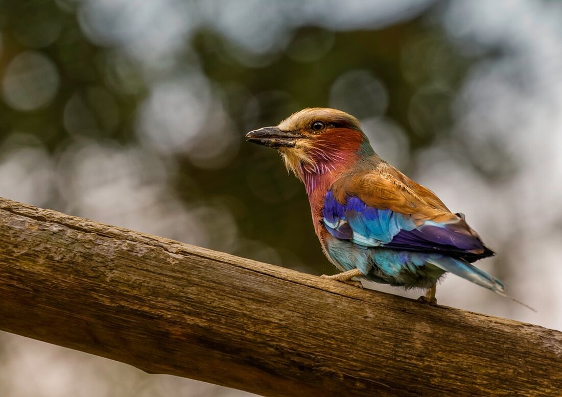 Die Magnificent 7-Aktien von NVIDIA, Microsoft, Tesla und Co. im 1. Quartal: Erfahren Sie, wer überzeugte und wer enttäuschte. Jetzt mehr dazu lesen! 📈📉 #Aktien #Börse #Quartalsbericht #NVIDIA #Tesla #Microsoft