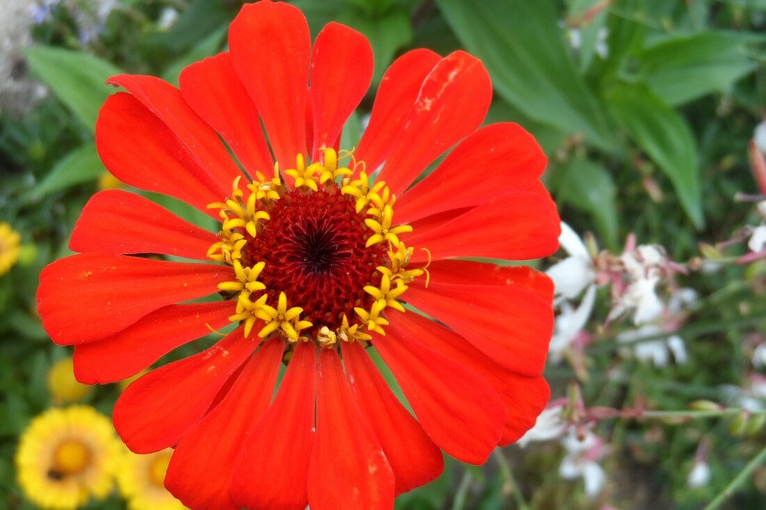 Drohende Steuerzahlungen: Rentner mit bösem Erwachen nach Rentenerhöhung. Wichtige Infos zu steuerpflichtigen Renten! #Renten #Steuern #Rentenanpassung.