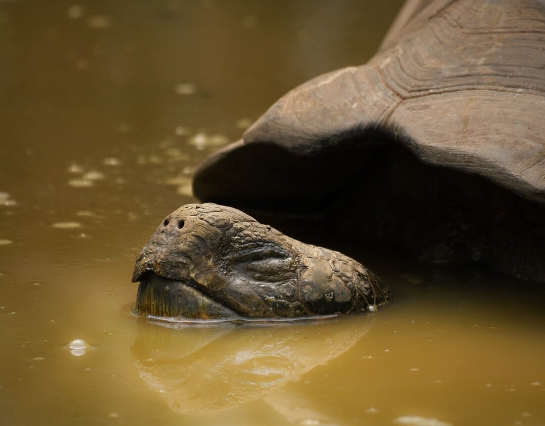 Erfahren Sie alles über den freundlichen Handel des SMI in Zürich am 19.04.2024. 💼✨ Bleiben Sie informiert über die aktuellen Entwicklungen des Aktienmarktes! #SMI #HandelZürich #Aktienmarkt
