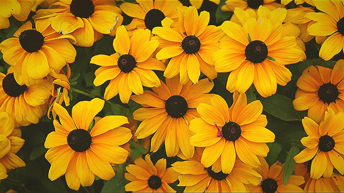 Entdecken Sie die besten Solana Memecoins auf CryptoTicker.io! Erfahren Sie, welche Coins vor dem Bitcoin Halving 2024 Potential bieten und wie Sie Ihr Krypto-Portfolio diversifizieren können. #Solana #BitcoinHalving #Memecoins