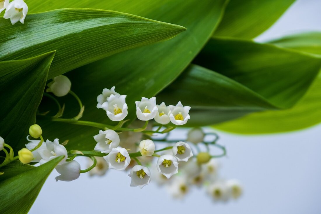 Informative article highlighting high dividend yields of up to 12.70% on select German stocks in May. Discover top dividend-paying companies like Allianz, DHL, and BMW to maximize your investment returns.