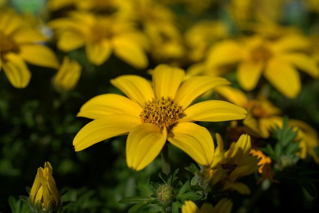 Die Gehälter des US-Präsidenten und seiner Vize: Joe Biden und Kamala Harris veröffentlichen ihre Steuererklärungen für 2023. Einblick in ihre Finanzen und Steuerzahlungen.