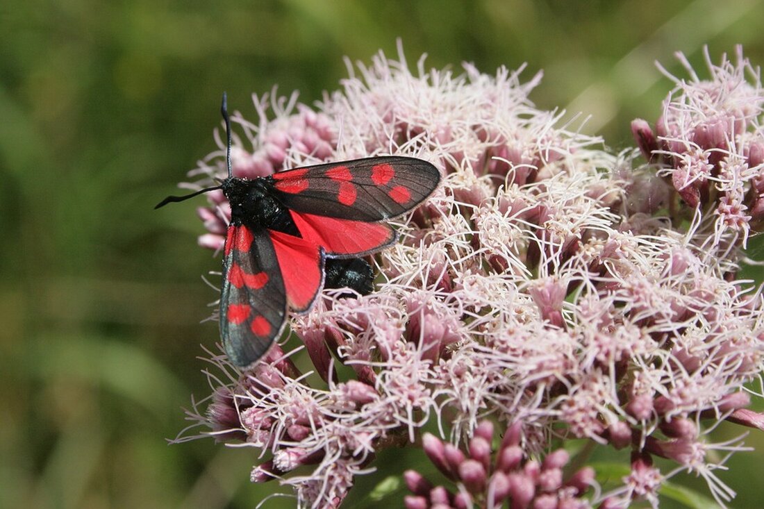 Die Steuererklärung von Joe Biden und Frau Jill veröffentlicht: Einkommen von 619.976 Dollar, Wohltätigkeitsspenden und Tradition der Transparenz. Erfahren Sie mehr!