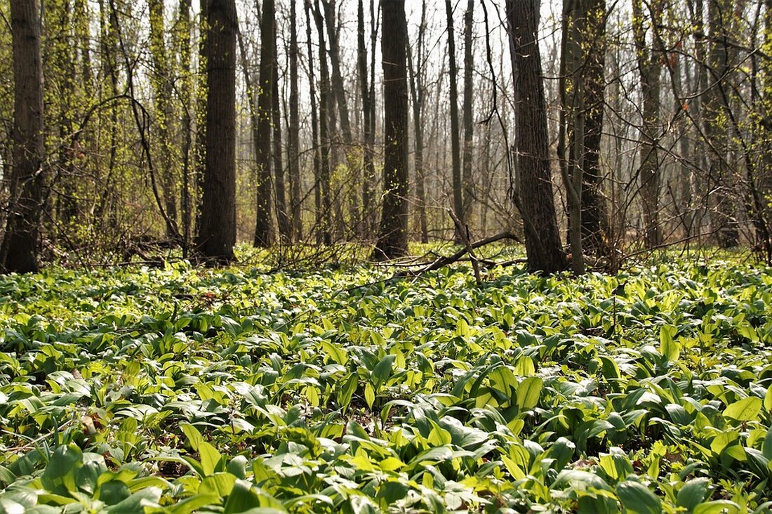 Entdecken Sie die Bedeutung von "Just a moment..." und wie diese kurze Phrase einen großen Einfluss haben kann. Erfahren Sie mehr darüber in unserem Artikel. #justamoment #bedeutung #artikel