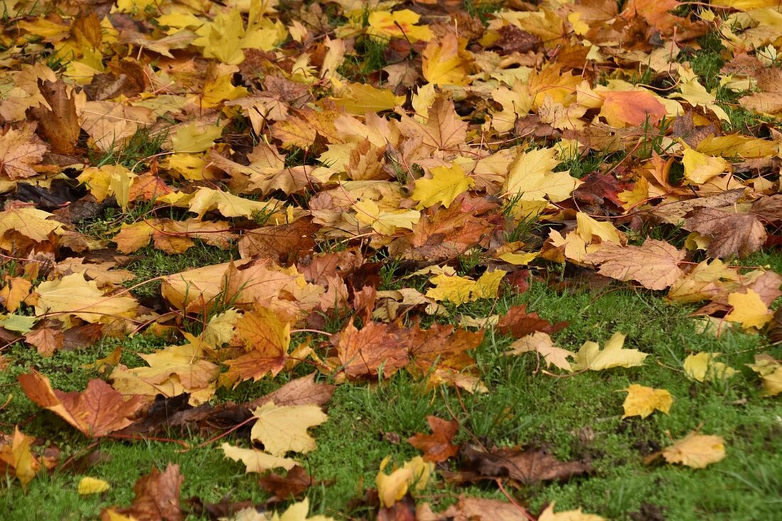 Verbraucherzentrale enthüllt Irreführung im Supermarkt: Vanillegeschmack ohne Vanille! Erfahren Sie, warum Etiketten nicht immer die ganze Wahrheit zeigen.
