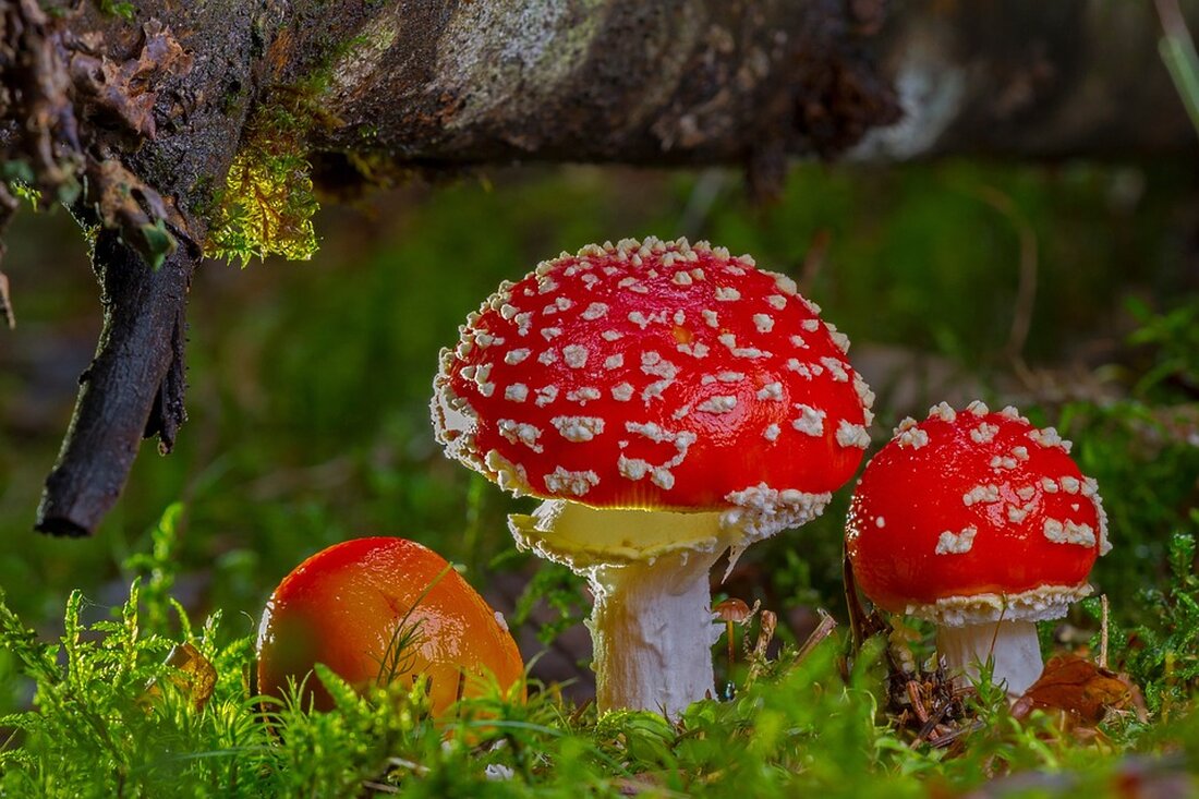 Was ist Agar Agar: Eine umfassende Erklärung und Nutzen für die Pflanzengelatine Einführung Agar Agar ist ein natürliches Geliermittel, das aus bestimmten Rotalgen gewonnen wird. Es wird oft als pflanzliche Alternative zu tierischer Gelatine verwendet, da es ähnliche Eigenschaften aufweist. Agar Agar ist seit langem in der asiatischen Küche beliebt und gewinnt auch in der westlichen Welt an Popularität. In diesem Artikel werden wir genauer untersuchen, was Agar Agar ist, wie es hergestellt wird und welche Vorteile es bietet. 1. Herkunft und Herstellung von Agar Agar Agar Agar stammt aus bestimmten Arten von Rotalgen, die in Meeresgewässern rund um den …