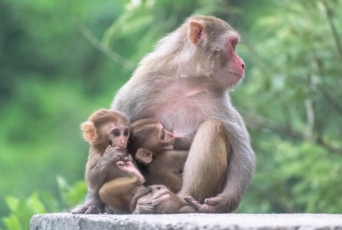 Versicherung verweigert lebensrettende Behandlung für neugeborene Zwillinge aus den USA. Familie startet Crowdfunding-Aufruf. Zukunft der Babys ungewiss.