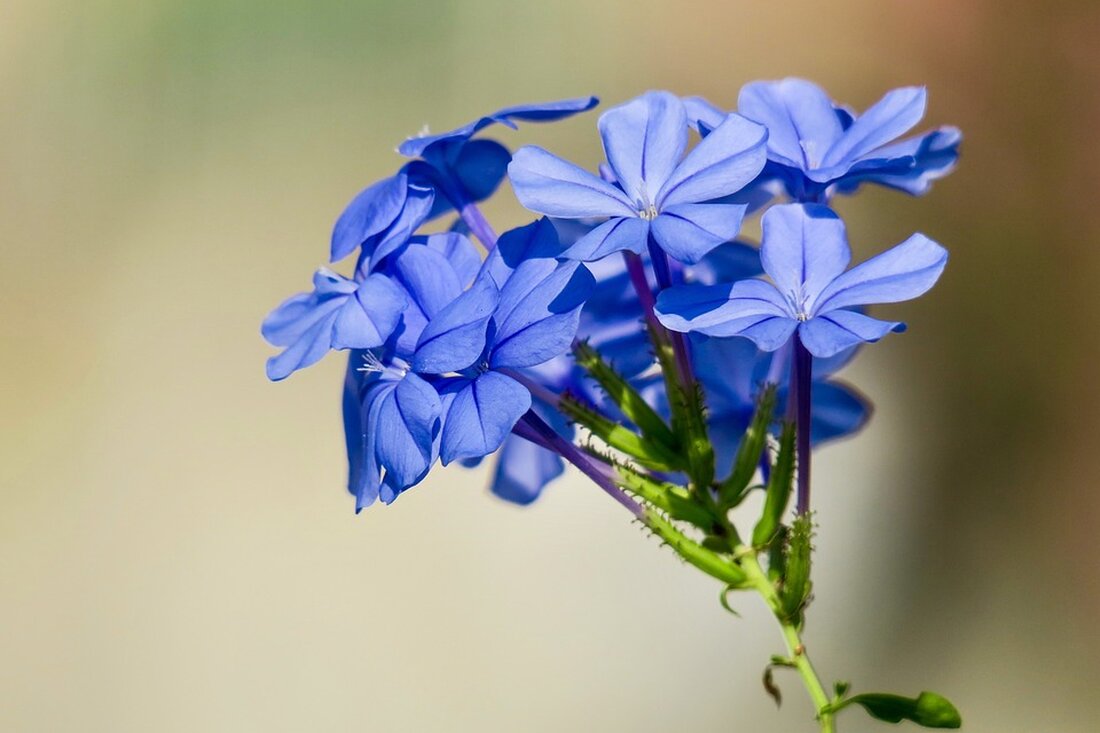 Gemäß einem Bericht von efahrer.chip.de, Es kursieren viele Mythen rund um die solare Stromgewinnung von Privathaushalten. Einiger dieser Mythen hat sich jetzt die Verbraucherzentrale NRW angenommen, wie unter anderem pv-magazine berichtet. Hier die vier häufigsten Irrtümer: Mythos 1: Eine Solaranlage bedeutet totale Autarkie Der Gedanke, dass man sich durch eine Photovoltaik-Anlage und einen Heimspeicher von seinem Stromanbieter komplett unabhängig machen kann, ist ein Irrglaube. Anlage und Speicher können zwar einen gewissen Anteil des Jahresstrombedarfs decken, aber es gibt eine Obergrenze. Der Autarkie-Grad liegt in der Regel zwischen 25 und 90 Prozent. Dieser Wert hängt davon ab, ob ein Speicher vorhanden …