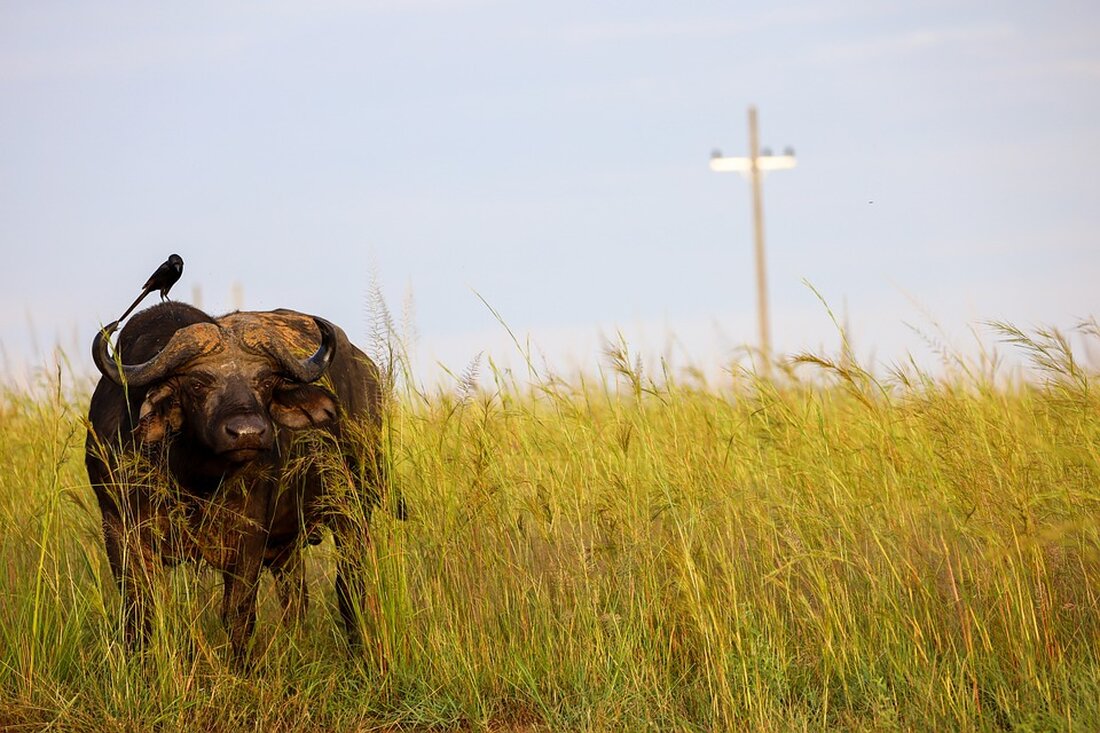 Verkehrskontrolle: E-Scooter ohne Kennzeichen, Versicherung und Fahrerlaubnis Gemäß einem Bericht von fraenkischer.de, wurde am 01. Februar 2024 ein 27-Jähriger mit einem E-Scooter kontrolliert, da an dem Fahrzeug kein Kennzeichen angebracht war. Es bestand tatsächlich keine Versicherung. Zudem wurde festgestellt, dass der E-Scooter eine Höchstgeschwindigkeit von 30 km/h aufwies. Eine Fahrerlaubnis konnte der Fahrzeugführer nicht vorweisen. Es erfolgte eine Anzeige wegen Fahren ohne Fahrerlaubnis und einem Verstoß nach dem Pflichtversicherungsgesetz. Die fehlende Versicherung und Fahrerlaubnis des E-Scooters deutet auf eine Missachtung der geltenden Vorschriften hin. Dies hat nicht nur rechtliche Konsequenzen für den Fahrzeugführer, sondern könnte auch Auswirkungen auf den Markt …