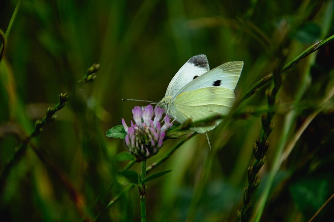 Gemäß einem Bericht von bitcoin-kurier.de, hat die SEC die Entscheidung über die Zulassung von zwei Krypto-ETFs vertagt. Gleichzeitig hatte die Veröffentlichung der US-Inflationsdaten eine heilende Wirkung auf den Markt. BlackRock beantragte zudem die Zulassung eines Ethereum-ETFs, was zu positiven Reaktionen führte. Die volatilen Entwicklungen zeigten, wie stark der Markt auf solche Entscheidungen reagiert. Die Verzögerung der SEC-Entscheidung bezüglich der Krypto-ETFs von Hashdex und Grayscale sorgte für Aufsehen und Unsicherheit. Dieser Schritt hat gezeigt, wie stark der Kryptomarkt auf regulatorische Entscheidungen reagiert. Die Anleger werden nun bis Januar auf Neuigkeiten von der US-Börsenaufsicht warten müssen. Darüber hinaus hat BlackRock einen Antrag …
