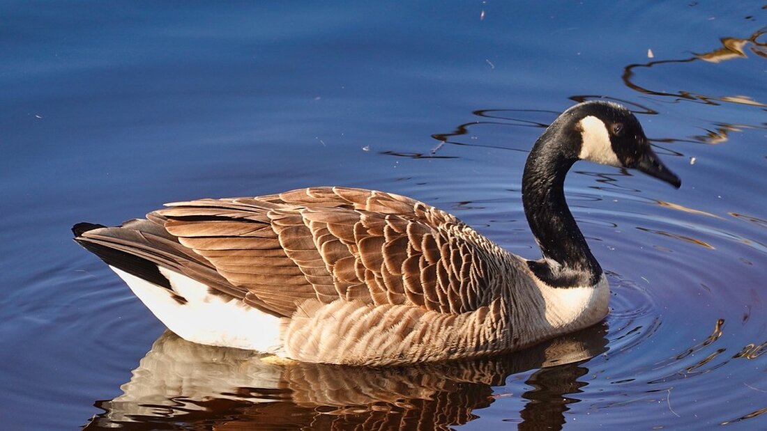 Gemäß einem Bericht von www.abendblatt.de steht eine Villa an der Bellevue in Hamburg-Winterhude seit 17 Jahren leer und soll nun endlich umgebaut werden. Die Villa aus den 1950er-Jahren wurde vom zuständigen Bezirksamt unter Denkmalschutz gestellt, nachdem der Abriss verweigert wurde. Nach langen Verzögerungen wurde endlich eine Genehmigung zum Umbau in ein Mehrfamilienhaus mit fünf Wohneinheiten erteilt. Die Bauarbeiten sind bereits im Gange, und die Fertigstellung scheint in absehbarer Zukunft möglich zu sein. Dieser Fall ist ein Beispiel für den Umgang mit Leerstand und Sanierung von alten Immobilien in urbanen Gebieten. Langjähriger Leerstand kann zu baulichen Mängeln und Verfall führen, was &hellip;