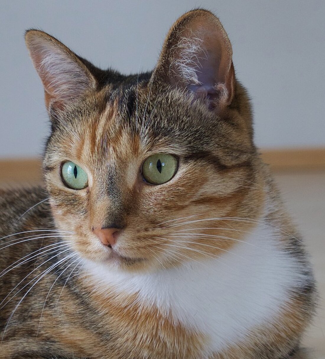 Gemäß einem Bericht von stock3.com, hat die Aktie von Intuitive Surgical Inc. in den letzten Wochen eine beeindruckende Performance gezeigt. Der Artikel betont, dass die Aktie kurzfristig überkauft ist und nun Gewinnmitnahmen durchaus sinnvoll wären. Trotzdem wird darauf hingewiesen, dass das Ende des Aufwärtstrends noch nicht zwangsläufig bevorsteht. Ein besorgniserregenderer Faktor ist jedoch die Tatsache, dass die jüngste Kaufwelle möglicherweise keine nennenswerten Unterstützungen hinterlassen hat, was das aktuelle Risiko erhöht. Der Autor schließt mit dem Rat, dass jeder Investor und Trader seine eigenen Entscheidungen treffen muss, da die Zukunft ungewiss ist. Vor dem Hintergrund dieser Informationen ist es wichtig zu …