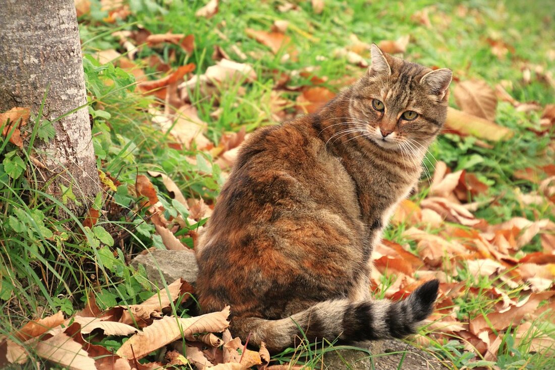 Gemäß einem Bericht von www.aktienwelt360.de, beobachtet ein Finanzexperte die Aktien der Münchener Rück, Etsy und Realty Income besonders genau im Jahr 2024. Die Münchener Rück hat in der Vergangenheit stark performt und steht vor der Ausschüttung weiterer Dividenden. Auch das weitere Wachstum und mögliche Aktienrückkäufe sind von Interesse. Etsy hat zwar einen Umsatzanstieg zu verzeichnen, jedoch wird das Volumen an gehandelten Waren nicht mehr so stark. Die Plattform könnte potenziell noch weiter wachsen, doch die aktuellen Zahlen sind alarmierend. Realty Income verzeichnete in den letzten Jahren eine langsamere Entwicklung aufgrund steigender Zinsen, aber die Prognose ist positiv für das Jahr &hellip;