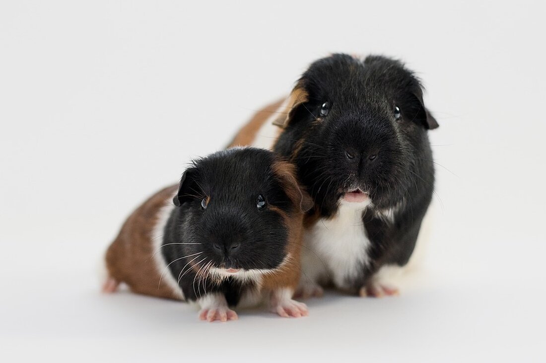 Gemäß einem Bericht von www.boerse-online.de, hat die Commerzbank die Deutsche Bank in verschiedenen Kriterien überholt und gilt als besser positioniert. Die Commerzbank weist eine höhere Eigenkapitalrendite sowie eine höhere harte Kernkapitalquote auf. Zudem wird sie an der Börse besser bewertet und hat eine bessere Kostendisziplin. Ihr Geschäftsmodell profitiert stärker von höheren Notenbank-Zinsen, und sie hat im Vergleich zur Deutsche Bank weniger Skandale und Rechtsstreitigkeiten. Der hohe Grad an Eigenkapital und die bessere Kostendisziplin der Commerzbank könnten zu einem Wettbewerbsvorteil auf dem Markt führen. Eine höhere Bewertung an der Börse und eine bessere Managementeffizienz können das Vertrauen der Anleger stärken und …