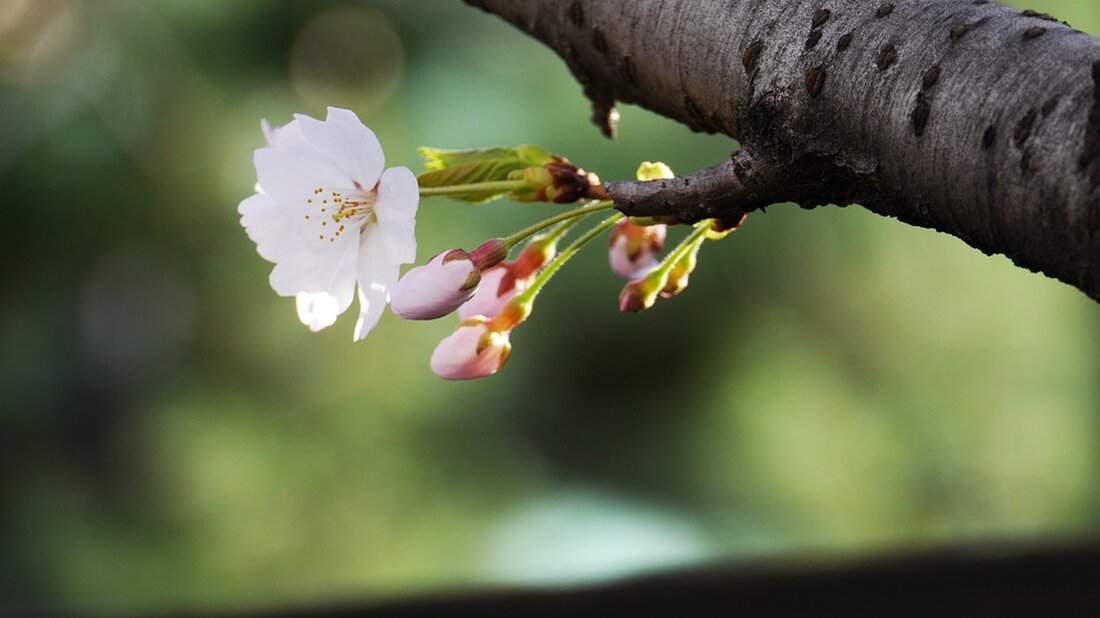 Gemäß einem Bericht von der Frankfurter Allgemeinen Sonntagszeitung sind deutsche Aktien derzeit so günstig wie lange nicht mehr. Der Dax erreichte in diesem Jahr neue Höchststände, doch in den letzten Wochen sind die Anleger zunehmend unsicher geworden. Besonders interessant ist das Kurs-Gewinn-Verhältnis (KGV), welches für den Dax derzeit bei nur 11 liegt und damit deutlich unter dem langjährigen Durchschnitt. Das KGV setzt den aktuellen Kurs in Relation zum Unternehmensgewinn je Aktie und gibt somit eine Einschätzung über die Zukunftsfähigkeit eines Geschäftsmodells. Eine höheres KGV deutet auf teurere Aktien hin. Diese günstigen Bewertungen können verschiedene Auswirkungen auf den Markt und die …