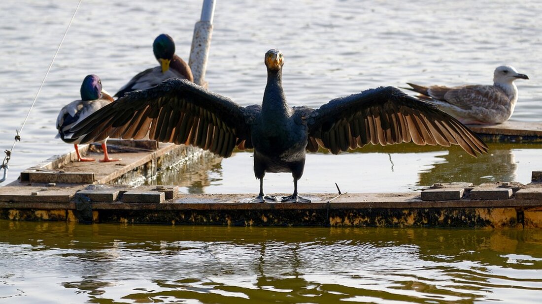 Gemäß einem Bericht von m.ariva.de, Der Kurs der UniCredit-Aktie hat sich kaum verändert und liegt aktuell bei 24,85 Euro. Dies entspricht einem minimalen Anstieg von 0,24 Prozent im Vergleich zum Vortag. Im Vergleich zum Gesamtmarkt hat sich die Aktie von UniCredit damit nicht so gut entwickelt. Der Euro Stoxx 50 liegt um 0,84 Prozent im Plus. Trotzdem ist der aktuelle Kurs nicht der niedrigste in der Geschichte des Unternehmens, da die Aktie am 14. Mai 2020 einen deutlich niedrigeren Wert hatte. Das Unternehmen UniCredit bietet Geschäftsbankdienstleistungen an, darunter Lösungen für das Privat- und Firmenkundengeschäft sowie Vermögensverwaltung. Die US-Bank JPMorgan hat …