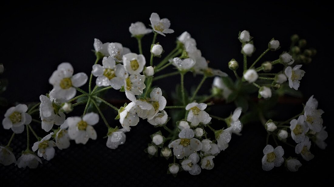 Gemäß einem Bericht von finanzmarktwelt.de sind die Aktienmärkte in Euphorie, da die US-Notenbank nach der gestrigen Fed-Sitzung voraussichtlich die Zinsen nicht weiter anheben wird. Obwohl die Wahrscheinlichkeit für eine weitere Zinserhöhung ohnehin gering war und Fed-Chef Powell gestern einen weiteren Schritt nicht ausgeschlossen hat, wird diese Entscheidung als positiv für die Märkte angesehen. Powell hat zudem klargestellt, dass die Fed auch nicht daran denkt, die Zinsen zu senken. Die heutige Bewegung der US-Aktienmärkte wird auch als Reaktion auf die bevorstehenden Zahlen von Apple und die US-Arbeitsmarktdaten morgen interpretiert. Die Frage ist jedoch, ob dies der neue Bullenmarkt ist oder lediglich …