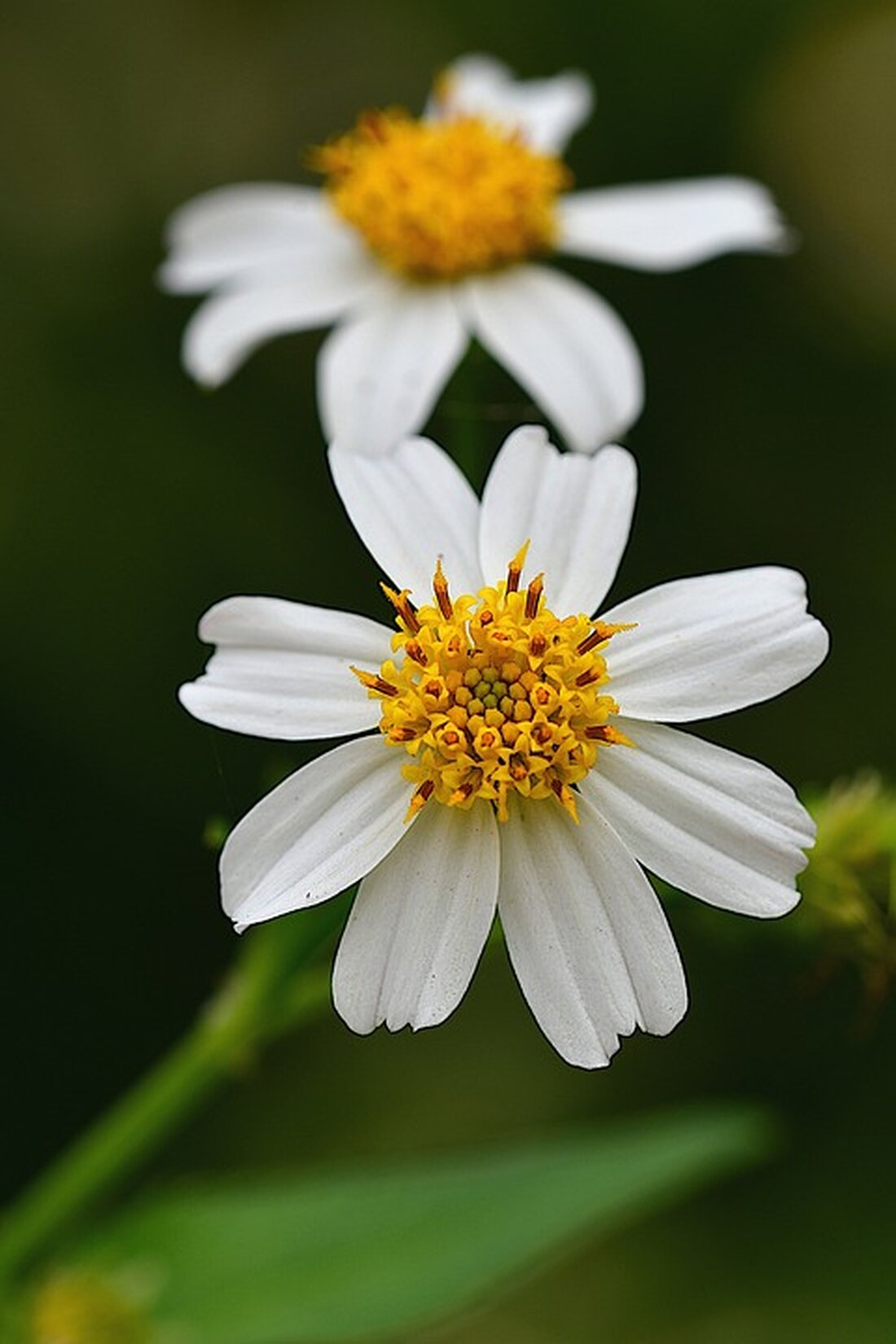 Wie amp.focus.de berichtet, können Versicherte durch die Wahl einer Selbstbeteiligung bei der Kfz-Versicherung erheblich sparen – um bis zu 36 Prozent. Modellrechnungen des Vergleichsportals Verivox zeigen, dass dies zu einer Ersparnis von bis zu 560 Euro pro Jahr führen kann. Auch andere Faktoren wie die Wahl eines Vollkasko-Tarifs mit Werkstattbindung oder die jährliche Zahlung der Prämie können zu Preisnachlässen führen. Die Selbstbeteiligung lohnt sich bereits nach einem schadenfreien Jahr, da Kunden dadurch im Durchschnitt 23 Prozent oder 276 Euro jährlich sparen können. Ebenso können Autofahrer durch Werkstattbindung bis zu 22 Prozent Rabatt erhalten, und eine jährliche Zahlung der Versicherungsprämie bringt &hellip;