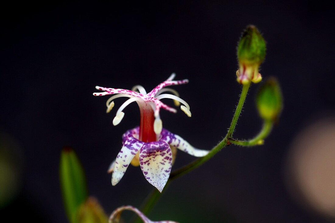Gemäß einem Bericht von www.rheinpfalz.de, haben Lara Riedel und Björn Weitkamp von der Verbraucherzentrale ihr Pilotprojekt im Westen Oggersheims aufgegeben, da die Förderung ausgelaufen ist. Dadurch können Hilfesuchende nicht länger vor Ort durch den Paragrafendschungel begleitet werden. Dies ist auf den fehlenden finanziellen Rückhalt zurückzuführen, der durch das Auslaufen des Förderprogramms verursacht wurde. Die Schließung eines derart wichtigen Projekts kann zu ernsthaften Auswirkungen auf die Gemeinde in Oggersheim West führen. Ohne diese spezialisierte Unterstützung könnten die Bewohner des Viertels Schwierigkeiten haben, mit rechtlichen und verbraucherbezogenen Angelegenheiten umzugehen. Dies wiederum könnte zu sozialen Ungleichheiten führen und die finanzielle Sicherheit der Bürger &hellip;