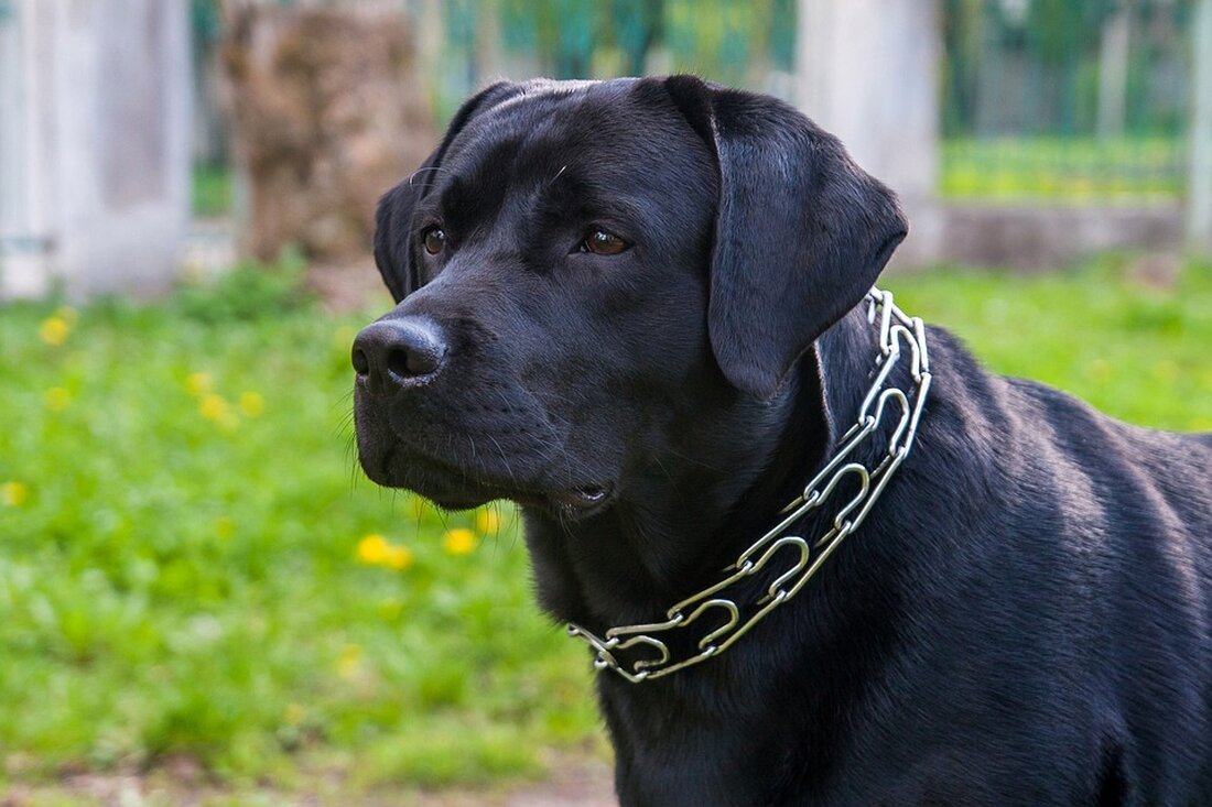 Gemäß einem Bericht von www.dasinvestment.com, ist der Finanzexperte Sam Konrad skeptisch in Bezug auf Investitionsmöglichkeiten in China. Konrad erklärte, dass er aufgrund der zunehmenden geopolitischen Spannungen und Besorgnissen über die demografische Entwicklung in China derzeit keine chinesischen Aktien in seinem Portfolio hat. Stattdessen sieht er Länder wie Australien und Indien als attraktivere Märkte an. In Bezug auf China warnt Konrad, dass die Sichtweise auf chinesische Investitionen stark von unterschiedlichen Perspektiven geprägt sei. Er betont, dass der chinesische Aktienmarkt in den letzten Jahren eher schwach abgeschnitten hat und es nur wenig positive Korrelation zwischen Wirtschaftswachstum und Aktienrenditen gibt. Konrad weist darauf …