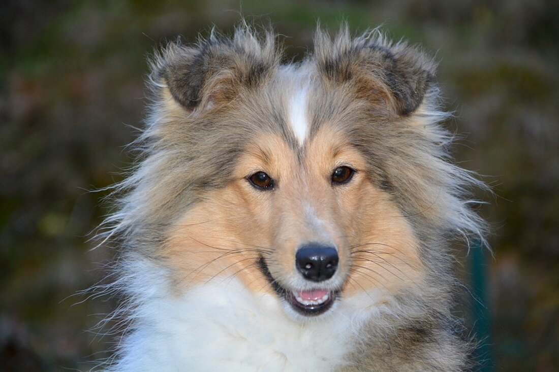 Gemäß einem Bericht von www.tagesschau.de, hat die EU-Kommission eine Verlängerung der Zulassung von Glyphosat um weitere zehn Jahre angekündigt. Dies erfolgte, nachdem sich die EU-Länder nicht auf eine gemeinsame Position einigen konnten. Die Entscheidung, Glyphosat bis 2033 zu erlauben, wird jedoch mit neuen Auflagen und Einschränkungen verbunden sein, darunter die Einhaltung von mindestens fünf Meter breiten Pufferstreifen durch Landwirte und die Möglichkeit für die Mitgliedsstaaten, die Menge und Häufigkeit des Einsatzes des Mittels zu beschränken. Bundesagrarminister Cem Özdemir bedauerte die Entscheidung und wies darauf hin, dass Deutschland sich bei der Abstimmung erneut enthalten habe. Andere EU-Länder wie Frankreich, die Niederlande, …