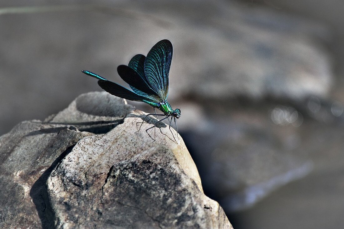 Gemäß einem Bericht von www.hamburg.de, hat der Schleswig-Holsteinische Landtag die finanzielle Unterstützung der Ansiedlung der Northvolt-Batteriefabrik per Nachtragshaushalt beschlossen. Mit einer Bereitstellung von 137 Millionen Euro für den Bau der Fabrik soll die Ansiedlung unterstützt werden. Diese Entscheidung wurde nach dem Urteil des Bundesverfassungsgerichts und einem neuen Gutachten des Wissenschaftlichen Dienstes des Landtags getroffen, nachdem festgestellt wurde, dass kein Verstoß gegen die Verfassung vorliegt. Die schwedische Firma Northvolt plant, ab 2026 Batteriezellen für Elektroautos in einer Fabrik bei Heide herzustellen. Diese 4,5 Milliarden Euro teure Investition soll etwa 3000 Arbeitsplätze schaffen. Bisher hat das Unternehmen bereits rund 100 Millionen Euro &hellip;