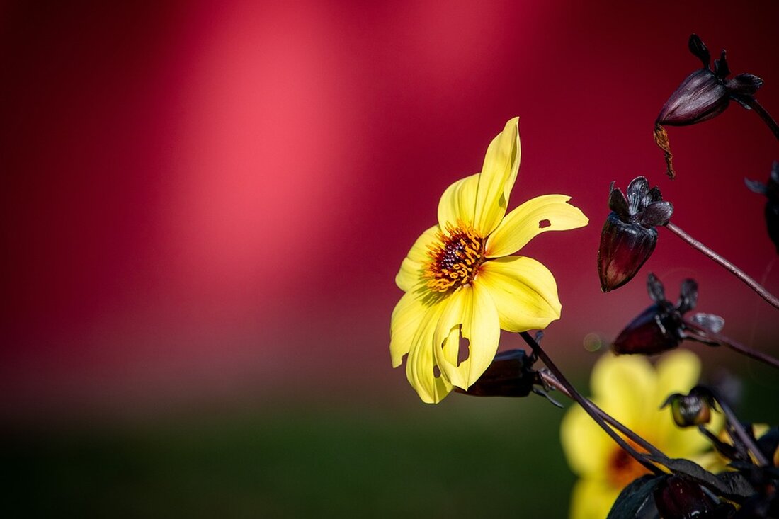 Gemäß einem Bericht von rp-online.de hat US-Präsident Joe Biden das Inflationsreduzierungsgesetz (IRA) unterzeichnet, das den Ausbau erneuerbarer Energien und den Kampf gegen die Erderwärmung fördert. Biden bezeichnete das Gesetz als einen der größten Antreiber für Jobs und Wirtschaftswachstum in der Geschichte des Landes. Innerhalb eines Jahres hat das Gesetz bereits zur Schaffung von 170.000 Arbeitsplätzen im Bereich erneuerbarer Energien geführt, und es wird erwartet, dass diese Zahl im Laufe eines Jahrzehnts auf 1,5 Millionen Jobs anwächst. Auswirkungen auf den Markt und die Finanzbranche könnten folgende sein: Jobs im Bereich erneuerbarer Energien: Mit dem Ausbau erneuerbarer Energien werden voraussichtlich mehr Arbeitsplätze …