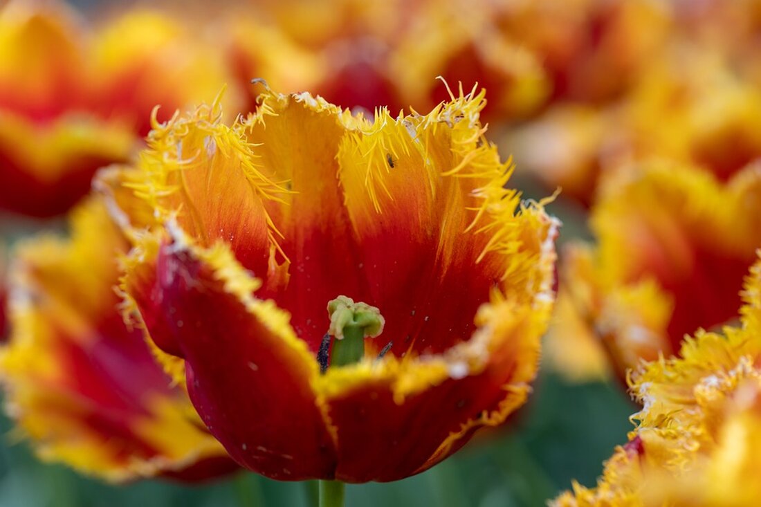 Gute Nachrichten für die Umwelt: Cummins Inc. hat sich bereit erklärt, eine Rekordstrafe von 1,675 Milliarden Dollar für Umweltverstöße zu zahlen. Dies ist ein bedeutender Meilenstein in der Umweltpolitik und könnte weitreichende Auswirkungen auf die Industrie und zukünftige Umweltvorschriften haben. Cummins wurde beschuldigt, sogenannte Defeat Devices in Hunderttausenden von Motoren installiert zu haben, um die Emissionskontrollen zu umgehen und die Luftverschmutzung zu erhöhen. Die Strafe markiert einen Wendepunkt in der Umweltdurchsetzung, da Unternehmen, die gegen Emissionsgesetze verstoßen, nun mit erheblichen Konsequenzen rechnen müssen. Dies könnte Unternehmen dazu anregen, in sauberere Technologien zu investieren und umweltfreundlichere Praktiken zu adoptieren. Die Reaktion &hellip;