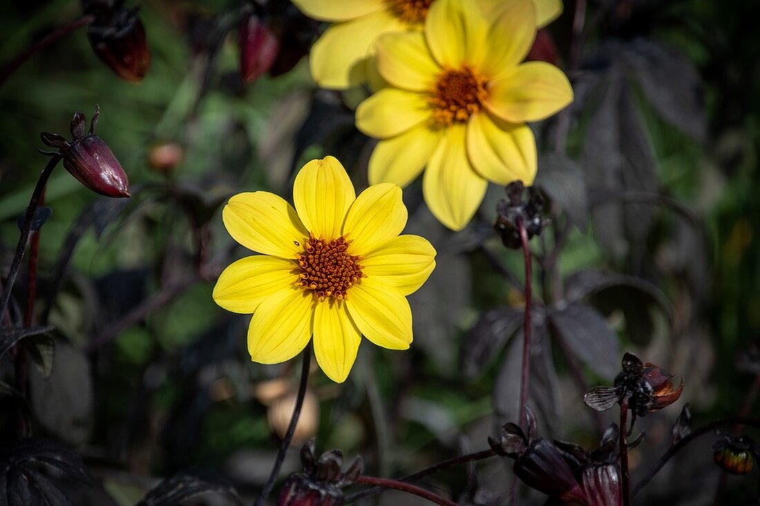 Gemäß einem Bericht von www.finanzen.net, Die US-Aktienmärkte haben sich in den vergangenen Jahren stark entwickelt, doch wie sieht es unter US-Präsident Joe Biden am Aktienmarkt aus? Seit Bidens Amtsantritt hat der S&P 500 bis Ende 2023 etwa ein Viertel zugelegt. Doch verglichen mit der Amtszeit seines Vorgängers Donald Trump, war die Performance unter anderen Präsidenten teils besser. Starker Aktienmarkt unter Biden bleibt hinter dem von Trump zurück Betrachtet man die prozentuale Entwicklung des S&P 500 vom letzten Handelstag vor der Amtseinführung bis zum letzten Handelstag des dritten Jahres der Präsidentschaft, zeigt sich, dass der S&P 500 zwischen Joe Bidens Amtseinführung …