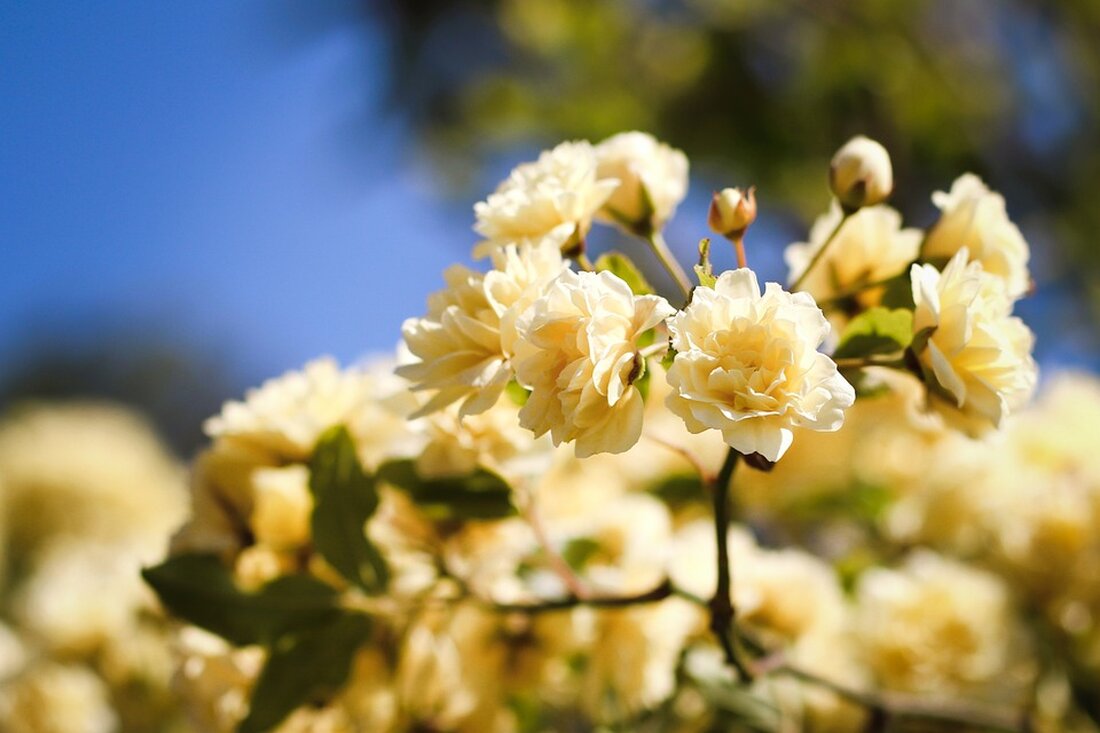 Wie die DGB-Chefin Yasmin Fahimi warnte, steht die deutsche Industrie auch zum Jahreswechsel 2024 vor großen Herausforderungen. Insbesondere die energieintensiven Industriezweige, wie die chemische Industrie, Aluminium- und Stahlproduktion, seien weiterhin stark von der wirtschaftlichen Lage und den steigenden Energiepreisen betroffen. Zusätzlich kritisierte sie die Einstellung der staatlichen Gas- und Strompreisbremse, die sich negativ auf die Unternehmen auswirkt und den Standort Deutschland unattraktiv macht. Ihr Appell geht daher klar in Richtung einer Reform der Schuldenbremse und einem Sonderfonds für Investitionen in die soziale Infrastruktur und die Wirtschaft. Gemäß einem Bericht von www.esslinger-zeitung.de, Der Artikel deutet auf mehrere negative Auswirkungen auf den …