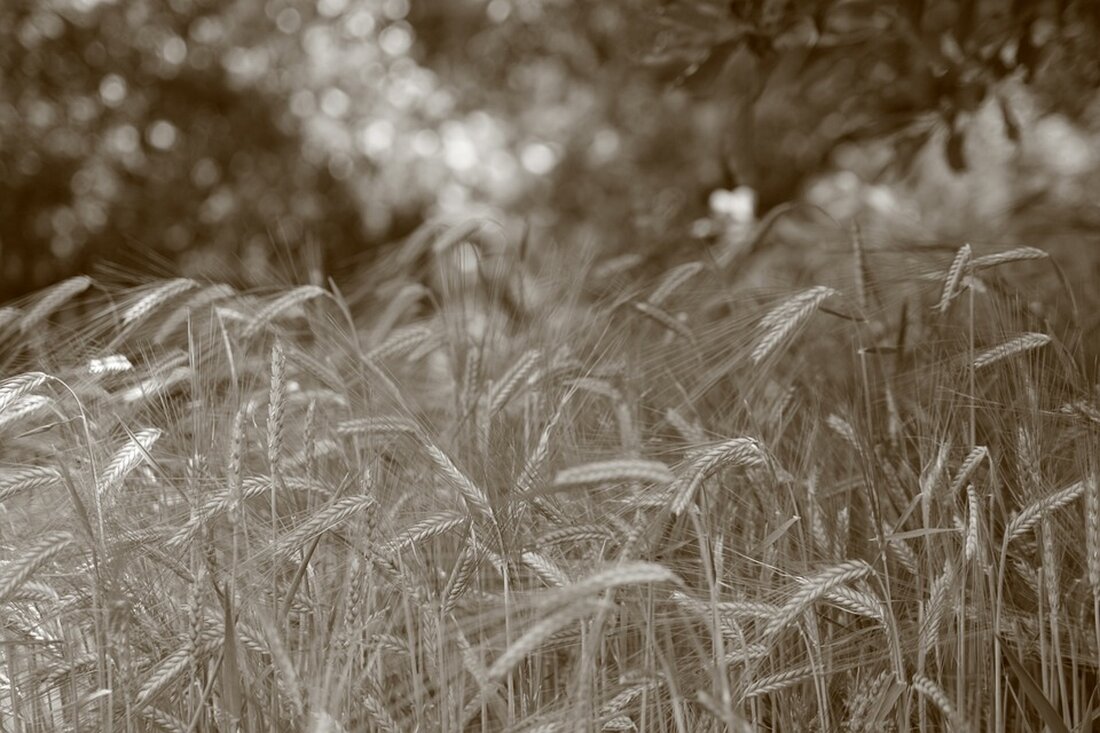 Gemäß einem Bericht von lokalo.de, hat sich die Teuerung in Rheinland-Pfalz deutlich abgeschwächt, allerdings auch aufgrund eines statistischen Effekts. Im November lagen die Verbraucherpreise drei Prozent über denen des Vorjahresmonats, wobei die Preise im Vergleich zum Vormonat Oktober um 3,7 Prozent gestiegen sind. Die vergleichsweise geringe Inflation beruhte unter anderem auf einem statistischen Basiseffekt, da vor einem Jahr insbesondere die Preise für Energie und Nahrungsmittel stark angestiegen waren, was die Teuerungsrate auf Jahressicht gedrückt hat. Energie insgesamt verbilligte sich im November dieses Jahres gegenüber dem Vorjahresmonat um vier Prozent, während Nahrungsmittel um 5,5 Prozent teurer wurden. Die Preise für Zucker, …