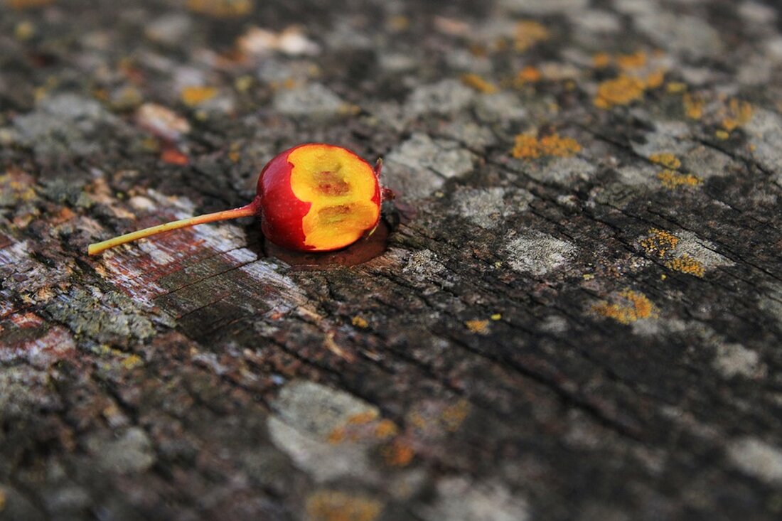 Gemäß einem Bericht von www.berliner-zeitung.de, drängen die Verbraucherzentralen auf einen besseren Schutz vor Haustürgeschäften, insbesondere im Zusammenhang mit Glasfaseranschlüssen oder Energieangeboten. Von Januar bis Oktober dieses Jahres wurden insgesamt gut 5400 Beschwerden erfasst, was einem Anstieg von mehr als 20 Prozent im Vergleich zum Vorjahr entspricht. Die Chefin des Bundesverbands, Ramona Pop, betonte, dass Verbraucher oft in ihren eigenen vier Wänden überrumpelt werden und Verträge untergeschoben bekommen, die sie unter anderen Umständen kaum abgeschlossen hätten. Sie fordert einen besseren Schutz vor solchen Belästigungen und Vertragsfallen. Konkret nennt sie die Notwendigkeit einer vorherigen Einwilligung der Verbraucher für Haustürbesuche sowie eine Verlängerung &hellip;
