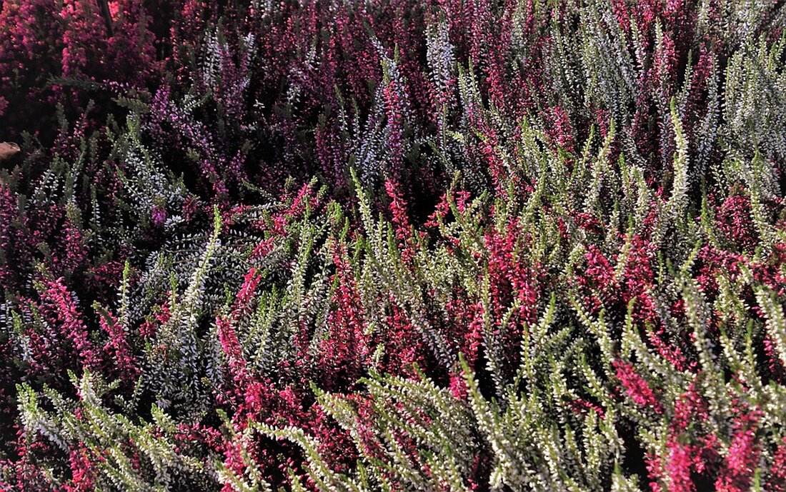 Gemäß einem Bericht von www.businessinsider.de, Finanzexperten betonen häufig die Bedeutung, frühzeitig mit dem Investieren zu beginnen. Eric Marschall, ein bekannter Finanzblogger aus der Schweiz, hat bereits im Alter von 18 Jahren begonnen, in Aktien zu investieren. Trotz anfänglicher Verluste entwickelte er sich zu einem zertifizierten Vermögensberater mit einem Portfolio im mittleren sechsstelligen Bereich. Marschall ergänzt seine langfristige Anlagestrategie um eine Core-Satellite-Strategie, bei der 80 Prozent seines Investments in breit gestreute ETFs und Indexfonds und 20 Prozent in risikoreichere Einzelaktien fließen. Als Wirtschaftsexperte ist es wichtig zu betonen, dass die frühe Investition von Marschall in Aktien dazu beigetragen hat, dass er …